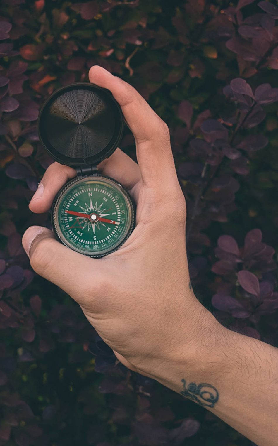 Compass 桌布 壁紙 — 一隻手拿著一個打開的復古指南針，背景是深紫色的樹葉。