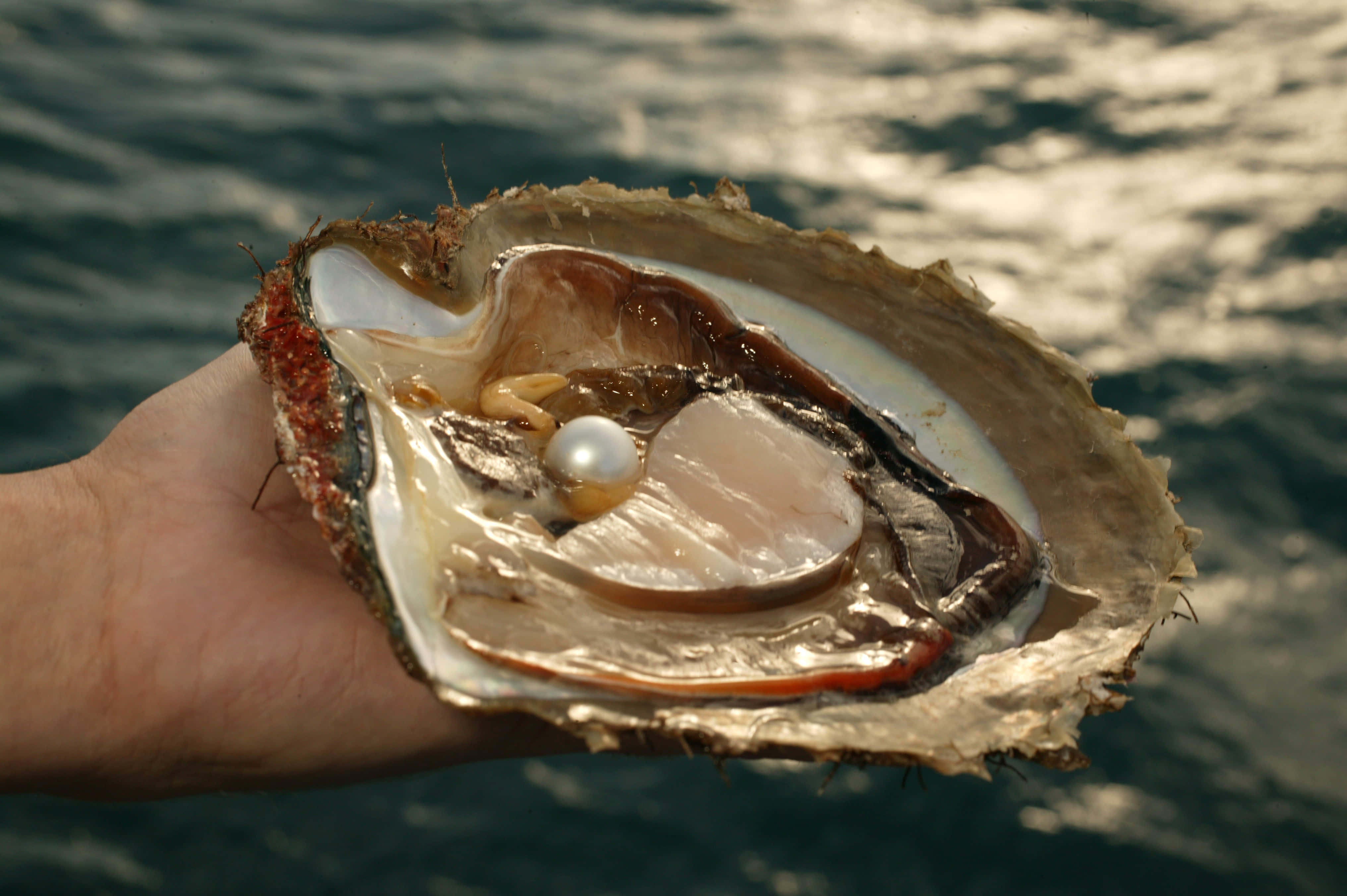 pearl 桌布 壁紙 — 一隻手拿著一個打開的牡蠣，露出在波光粼粼的水中虹彩貝殼內的一顆發光珍珠。