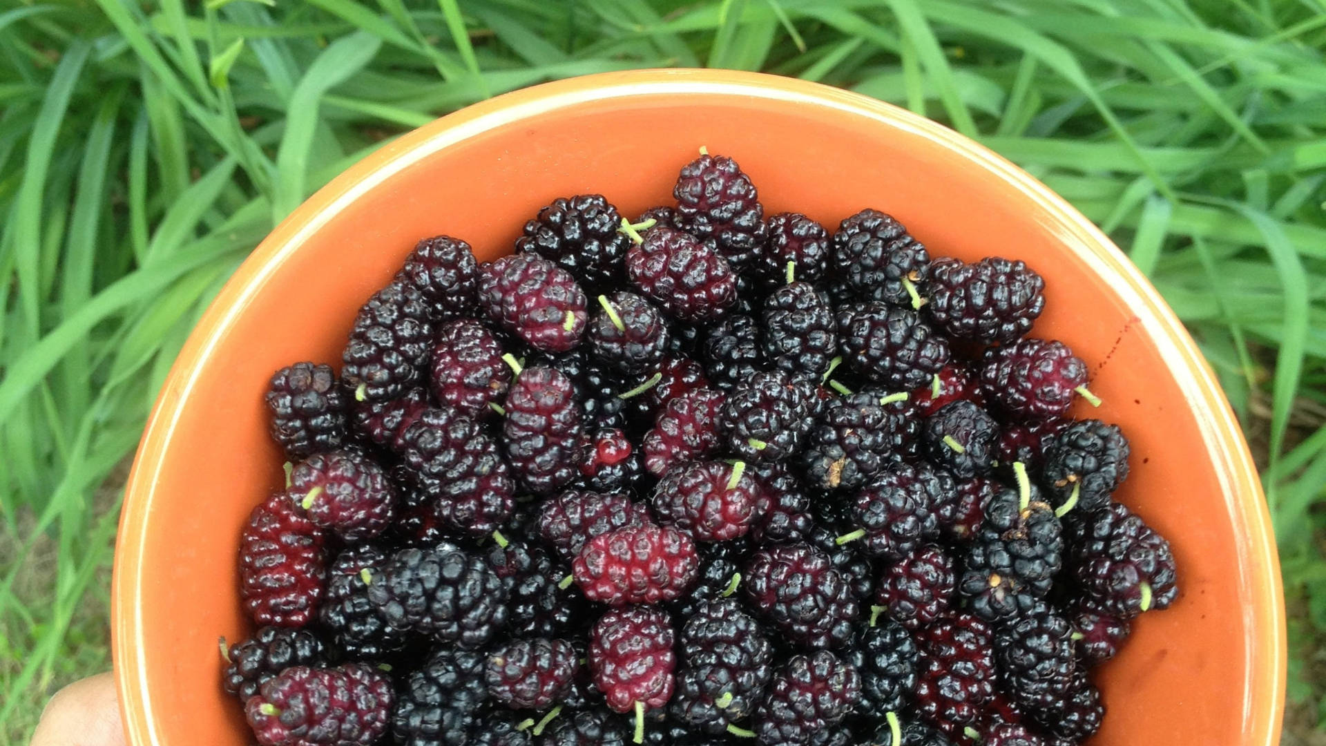 Fruits 桌布 壁紙 — 一隻手拿著一個橙色碗，裡面裝滿了飽滿的深紫色桑葚，背景是充滿活力的綠色草地。