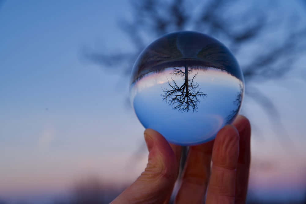 reflection 桌布 壁紙 — 一隻手拿著一個水晶球，反射出一棵光禿禿的樹，背景是帶有柔和藍色和粉紅色調的暮色天空。