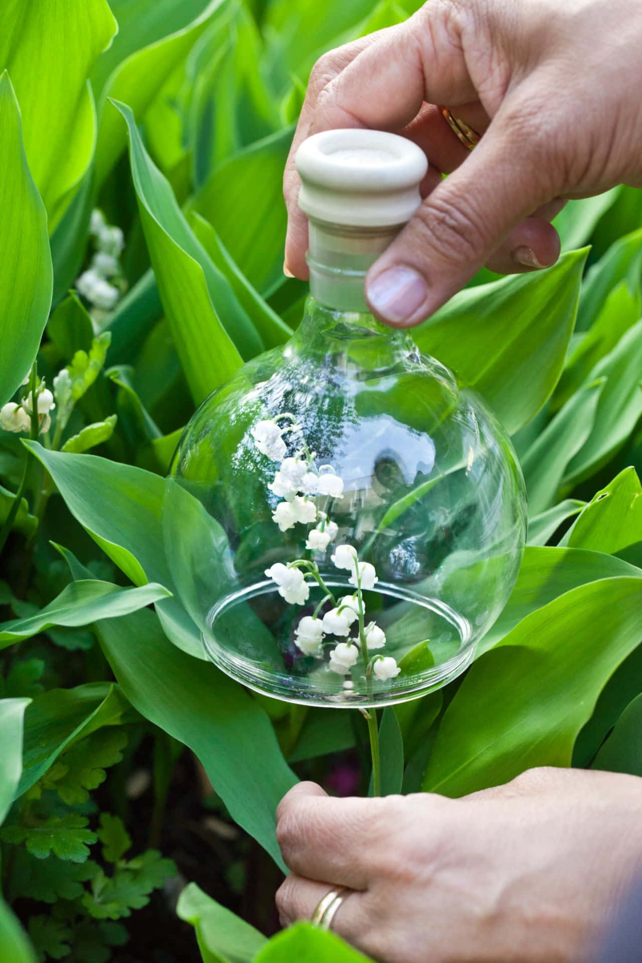 Floral Fragrance 桌布 壁紙 — 一隻手拿著一個玻璃瓶，瓶中盛放著嬌嫩的白色鈴蘭花，周圍是茂密的綠葉。