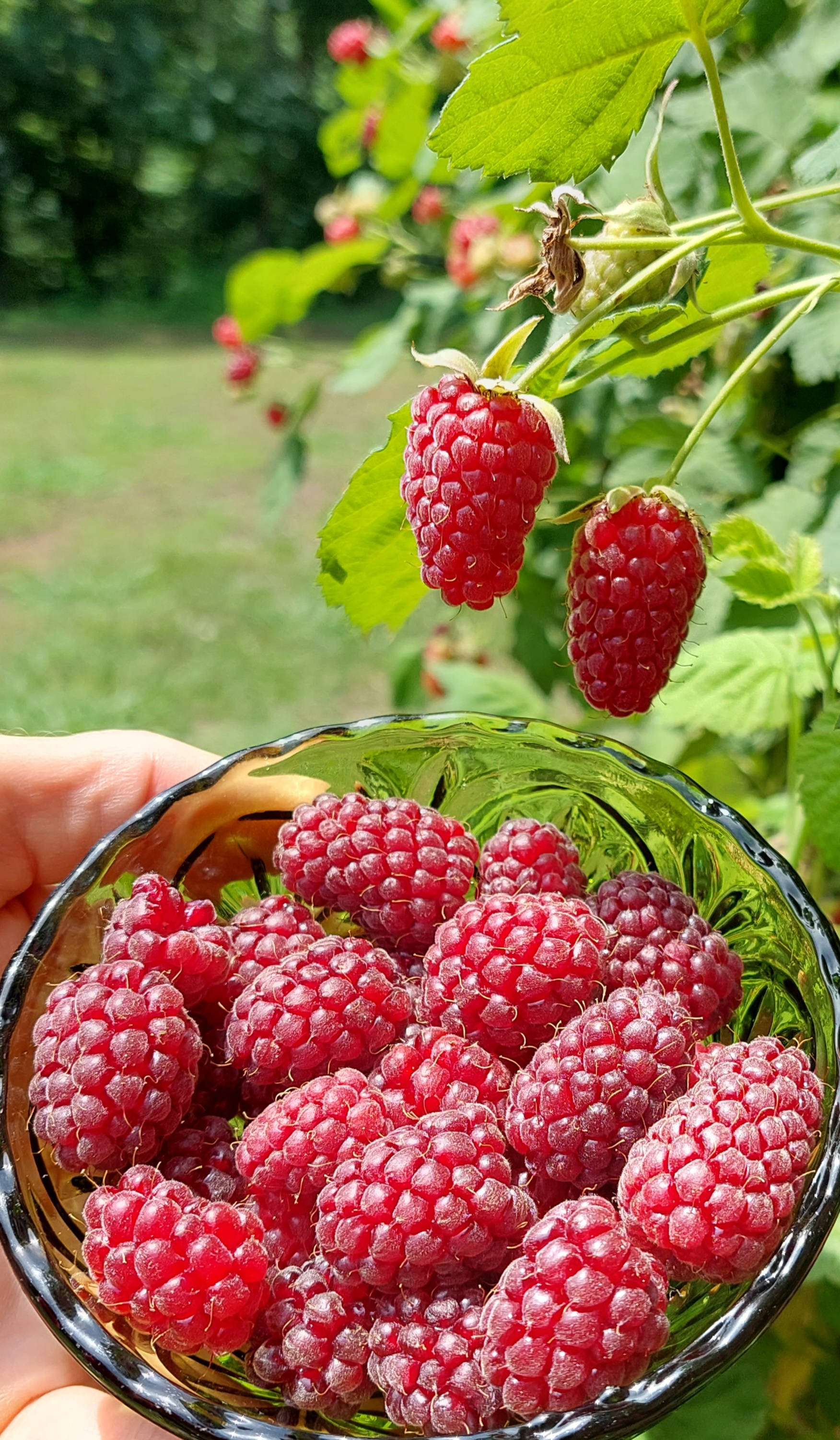 Berry 桌布 壁紙 — 一隻手拿著一個玻璃碗，裡面裝滿了飽滿的紅覆盆子，上方是茂密的綠色灌木，還有更多成熟的莓果。