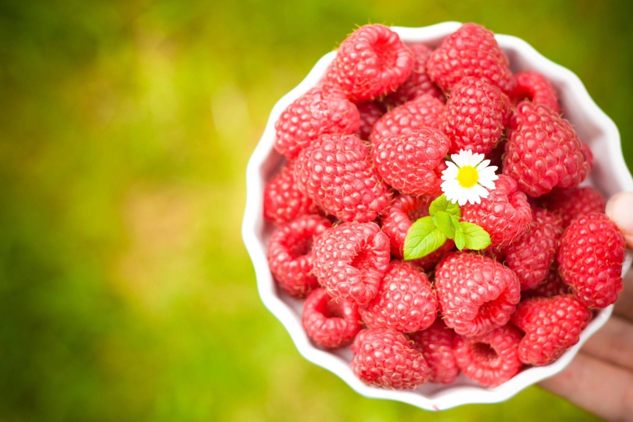 Fruit 桌布 壁紙 — 一隻手拿著一個白色碗，裡面裝滿了飽滿的紅覆盆子，上面用雛菊和薄荷點綴，背景是柔和的綠色模糊效果。