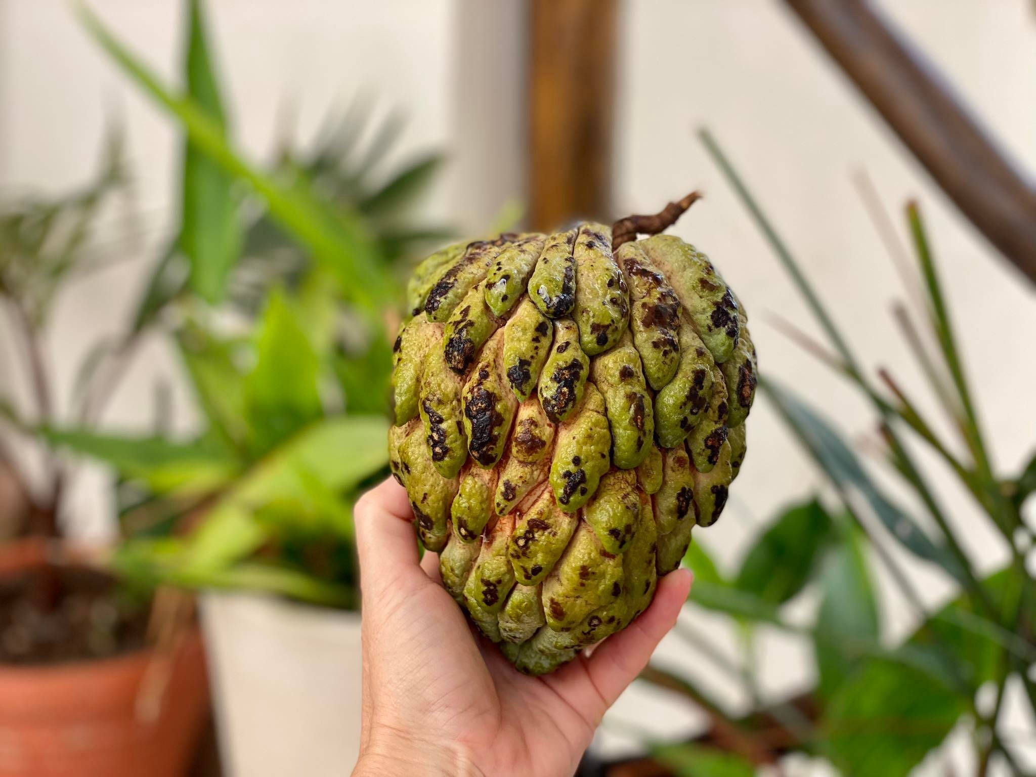 Fruit 桌布 壁紙 — 一隻手拿著一個綠色帶刺的釋迦，有深色斑點，背景是模糊的熱帶植物。