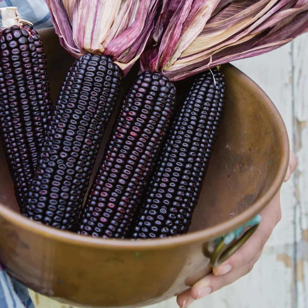 Purple Corn 桌布 壁紙 — 一隻手拿著一個質樸的銅碗，裡面裝滿了深紫色的玉米棒，仍然包裹著乾燥的玉米皮。