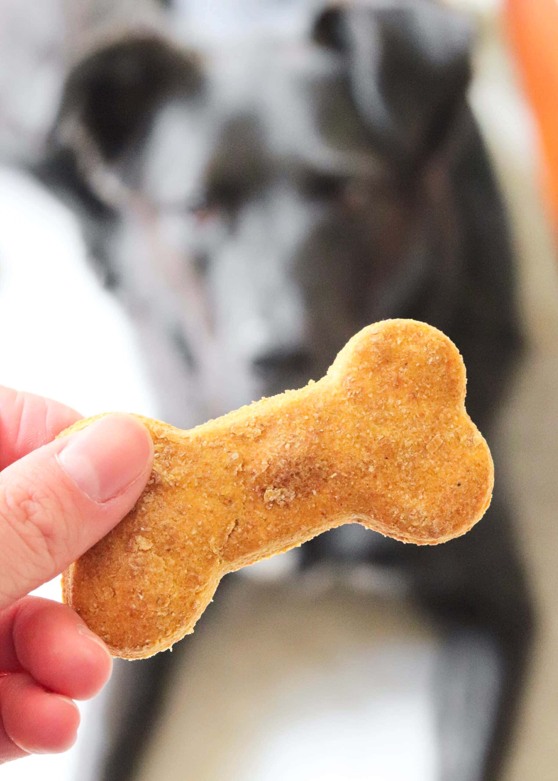 狗 桌布 壁紙 — 一隻手拿著一個金棕色骨頭形狀的狗零食，背後有一隻黑白狗在柔焦中熱切地看著。