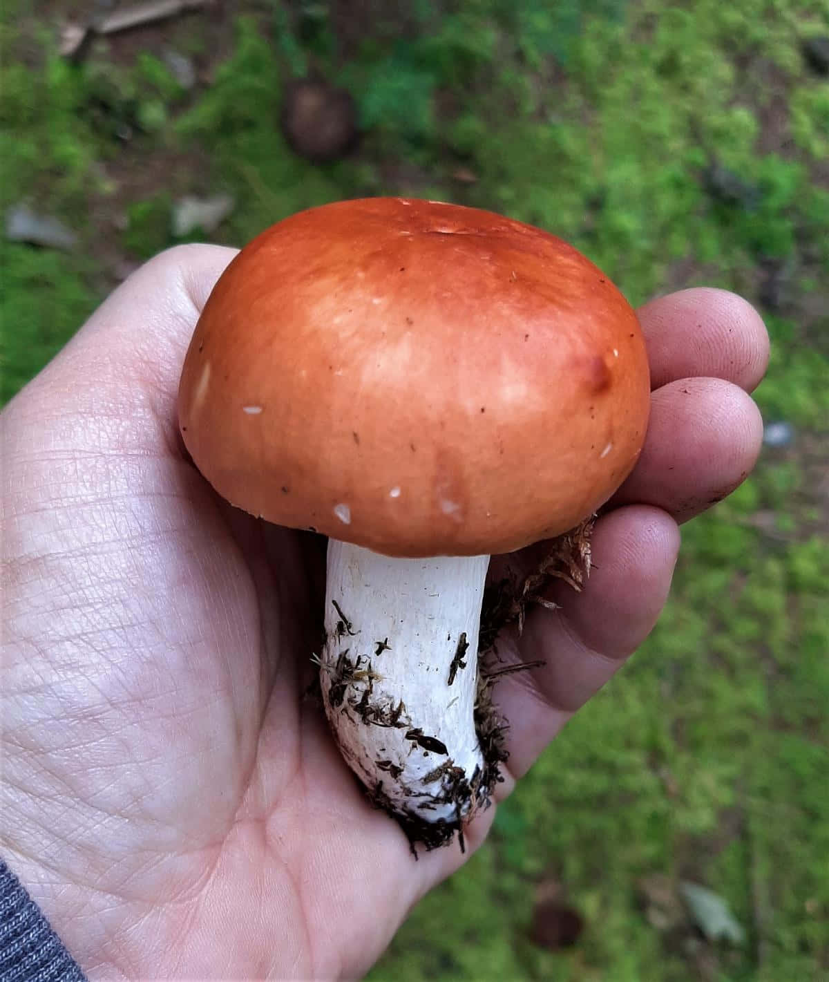蘑菇 桌布 壁紙 — 一隻手拿著一個鮮豔的橙色蘑菇，帶有白色莖，背景是模糊的綠色森林地面。
