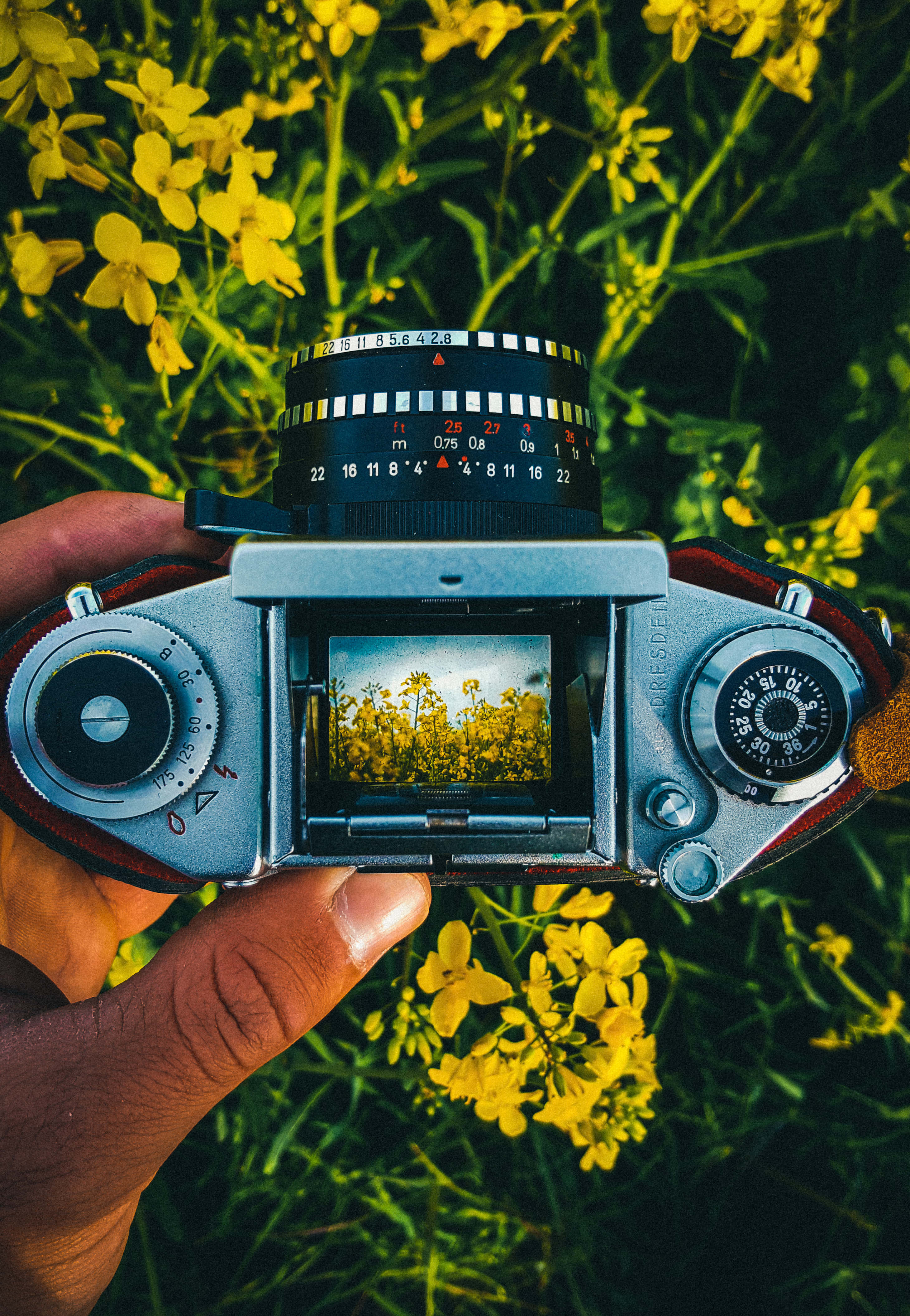 Dslr Camera 桌布 壁紙 — 一隻手拿著一台復古底片相機，框住一片鮮黃色的花田，背景是茂密的綠植。