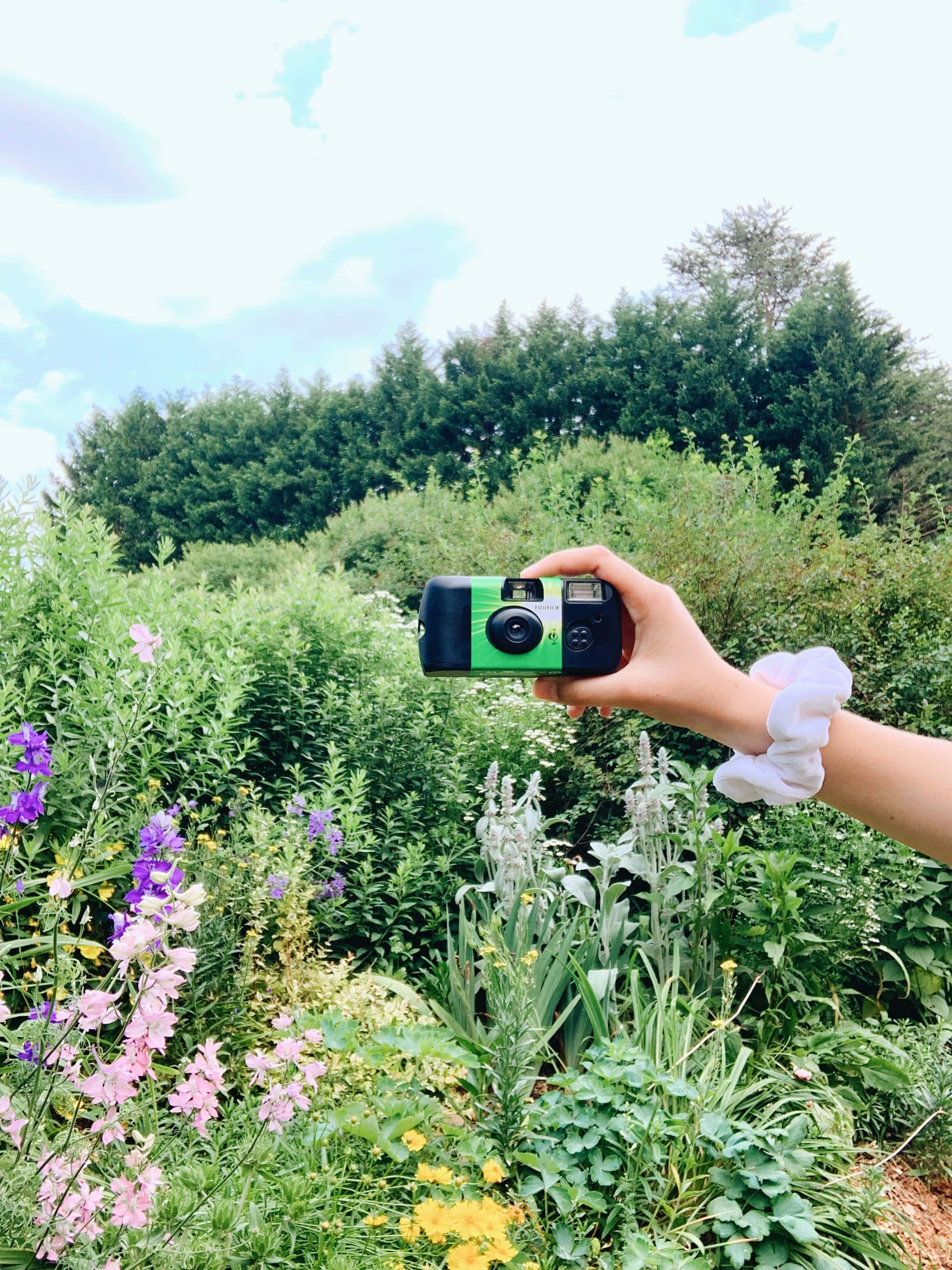Disposable Camera 桌布 壁紙 — 一隻手拿著一台綠色和黑色的相機，在明亮的天空下捕捉一個充滿紫色、粉紅色和黃色花朵的 vibrant 花園。