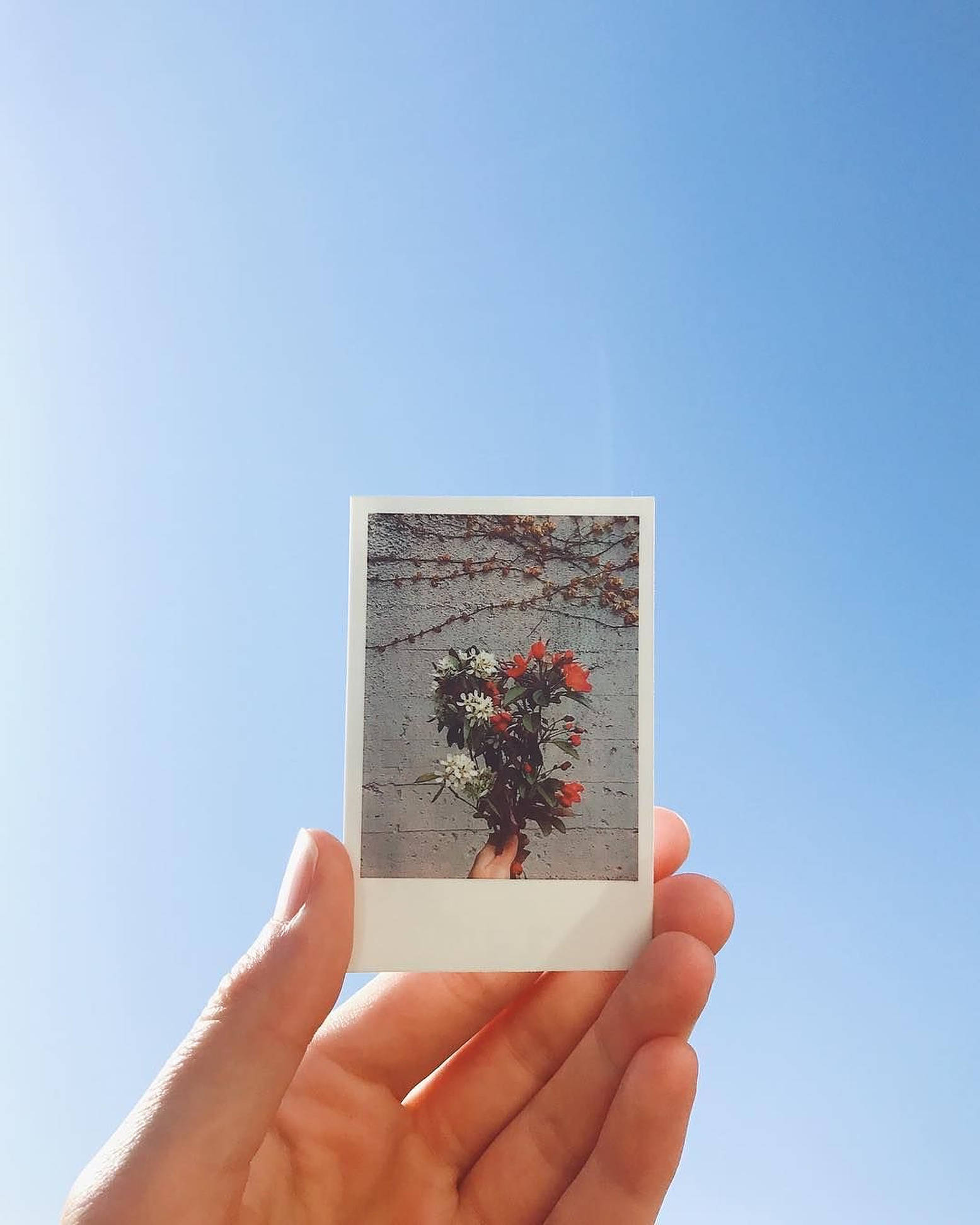 拍立得 桌布 壁紙 — 一隻手拿著一張紅白花束的拍立得照片，背景是清澈的藍天。
