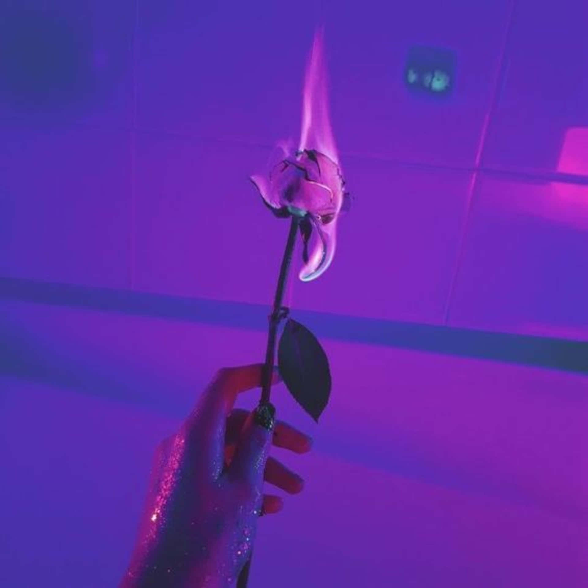 美學 桌布 壁紙 — 一隻手拿著一朵凋謝的玫瑰，散發著霓虹紫光，背景是相配的瓷磚牆。