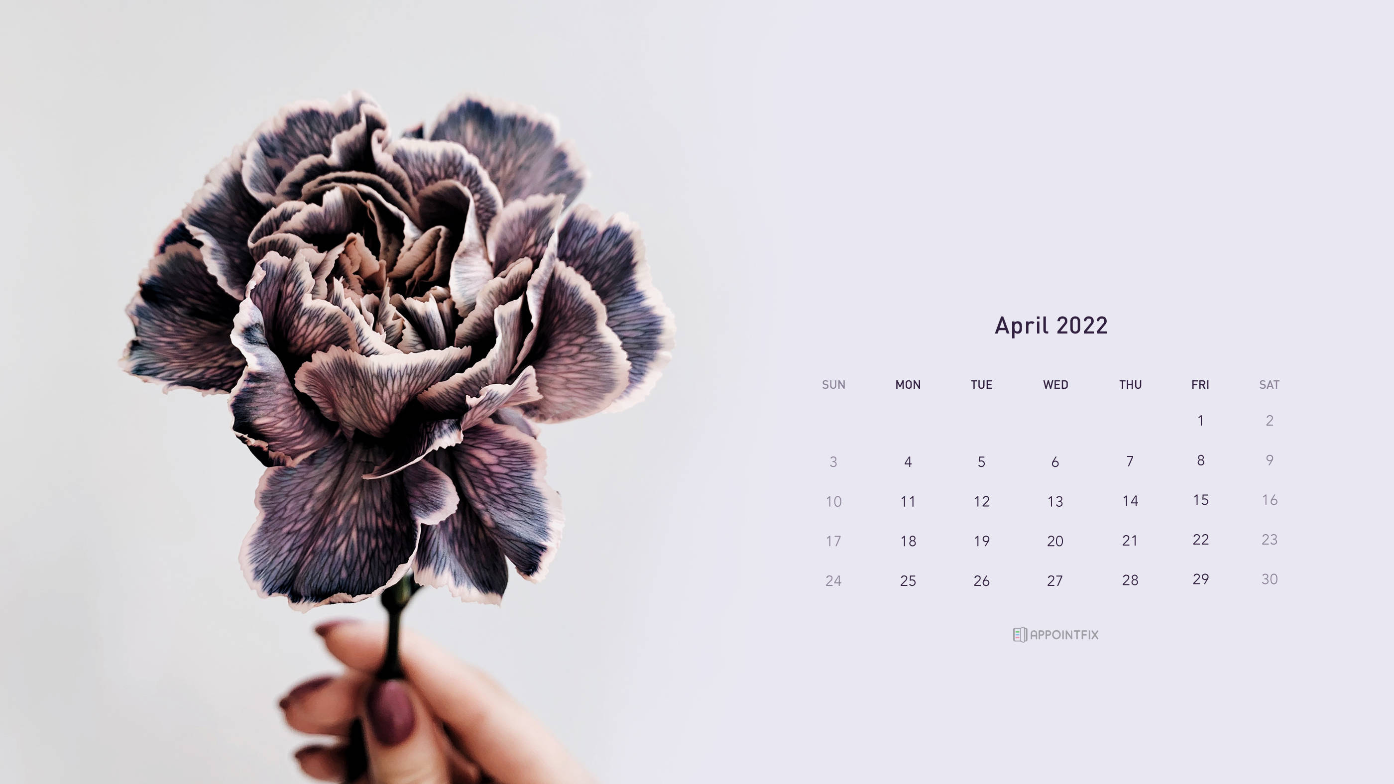 April 桌布 壁紙 — 一隻手拿著一朵有紋理的紫色花，旁邊是簡約的2022年4月日曆，背景為柔和的灰色。