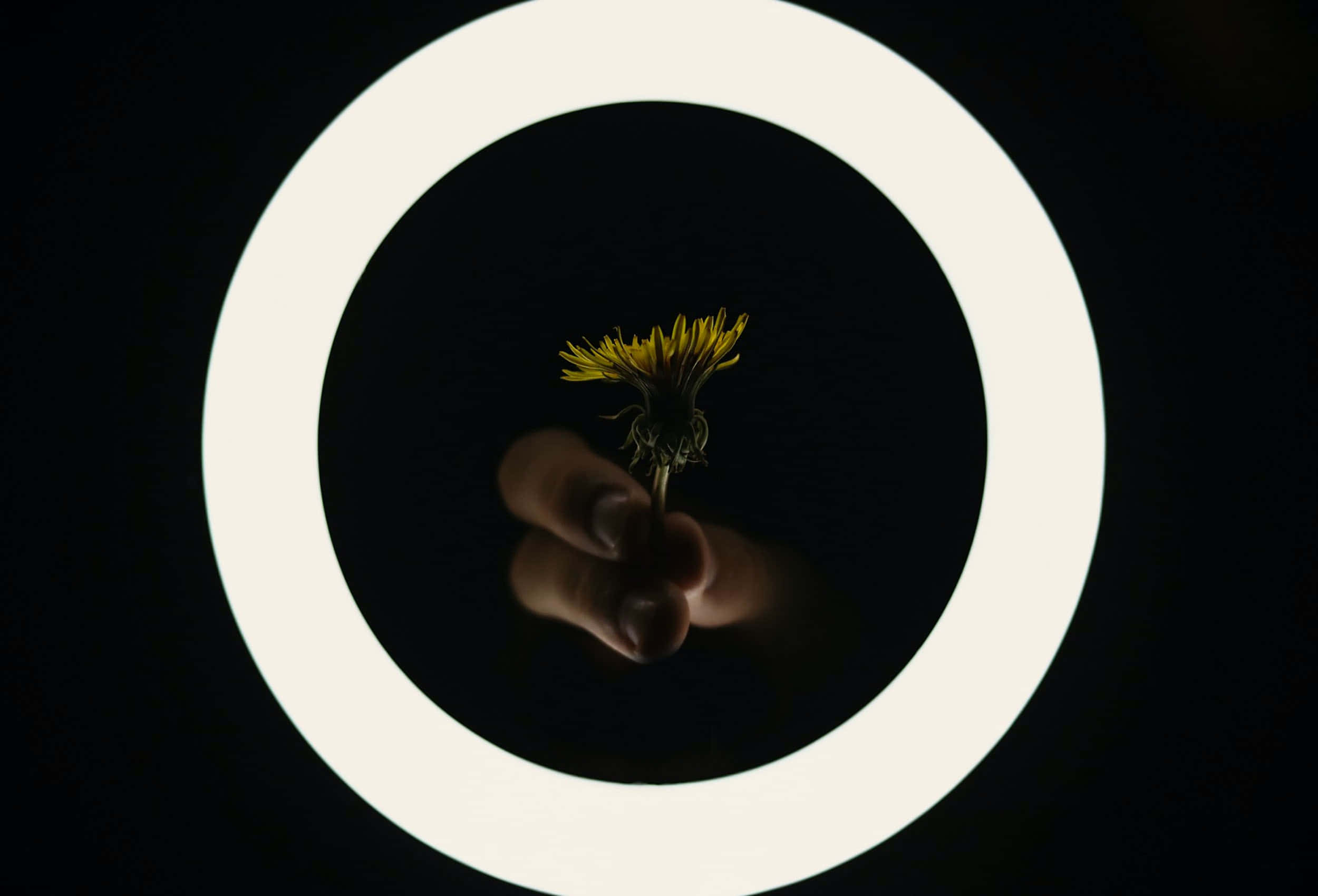 Ring Light 桌布 壁紙 — 一隻手拿著一朵枯萎的蒲公英，位於發光的白色圓環中心，背景為黑色。