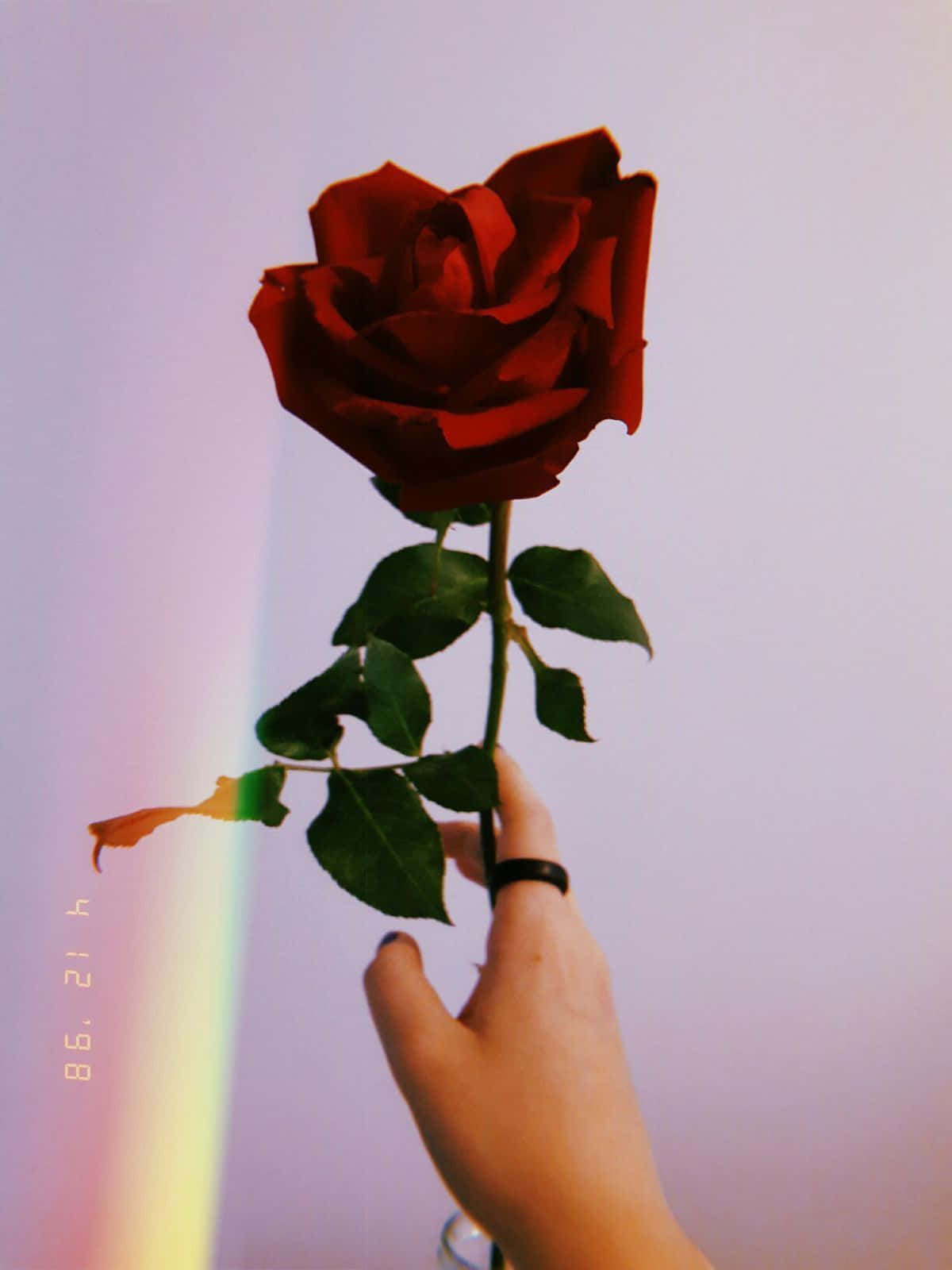Aesthetic Rose 桌布 壁紙 — 一隻手拿著一朵深紅玫瑰，背景是柔和的紫色，帶有彩虹光漏效果。