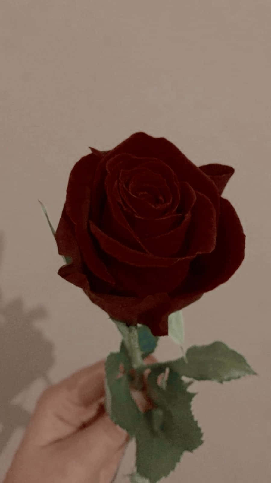 Vintage Aesthetic Plant 桌布 壁紙 — 一隻手拿著一朵深紅玫瑰，背景是柔和的米色牆壁，帶有輕柔陰影。