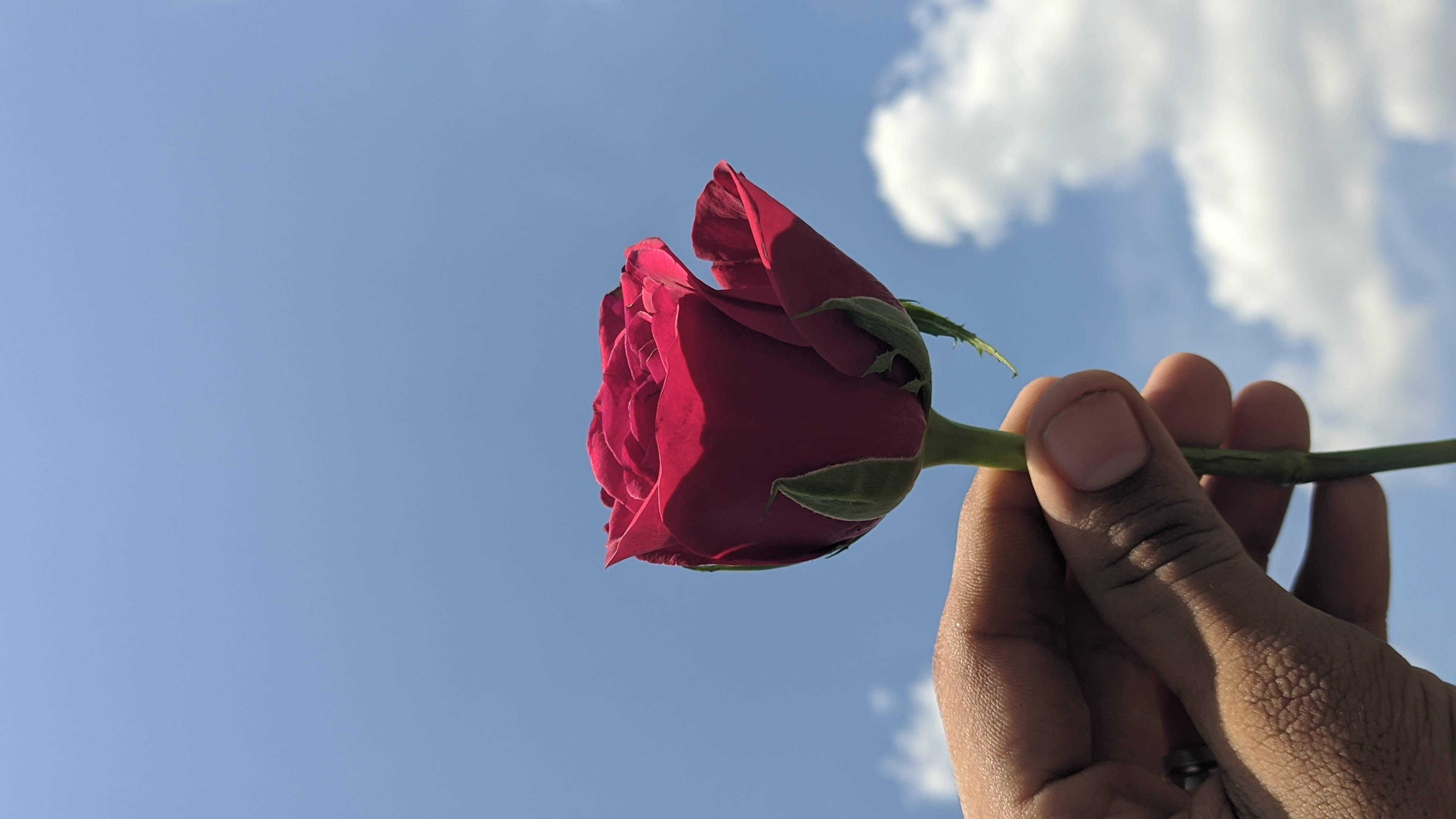 rose aesthetic phone 桌布 壁紙 — 一隻手拿著一朵深紅玫瑰，背景是清澈的藍天和柔軟的白雲。