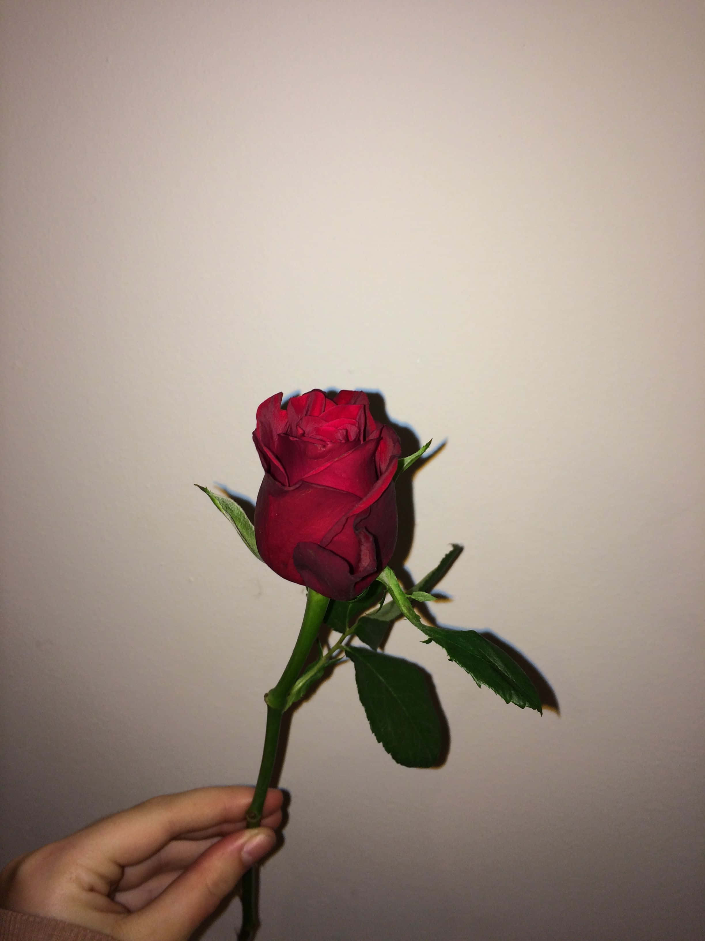 Red Rose Aesthetic 桌布 壁紙 — 一隻手拿著一朵深紅玫瑰，背景是素淨的米白色牆壁，帶有柔和陰影。