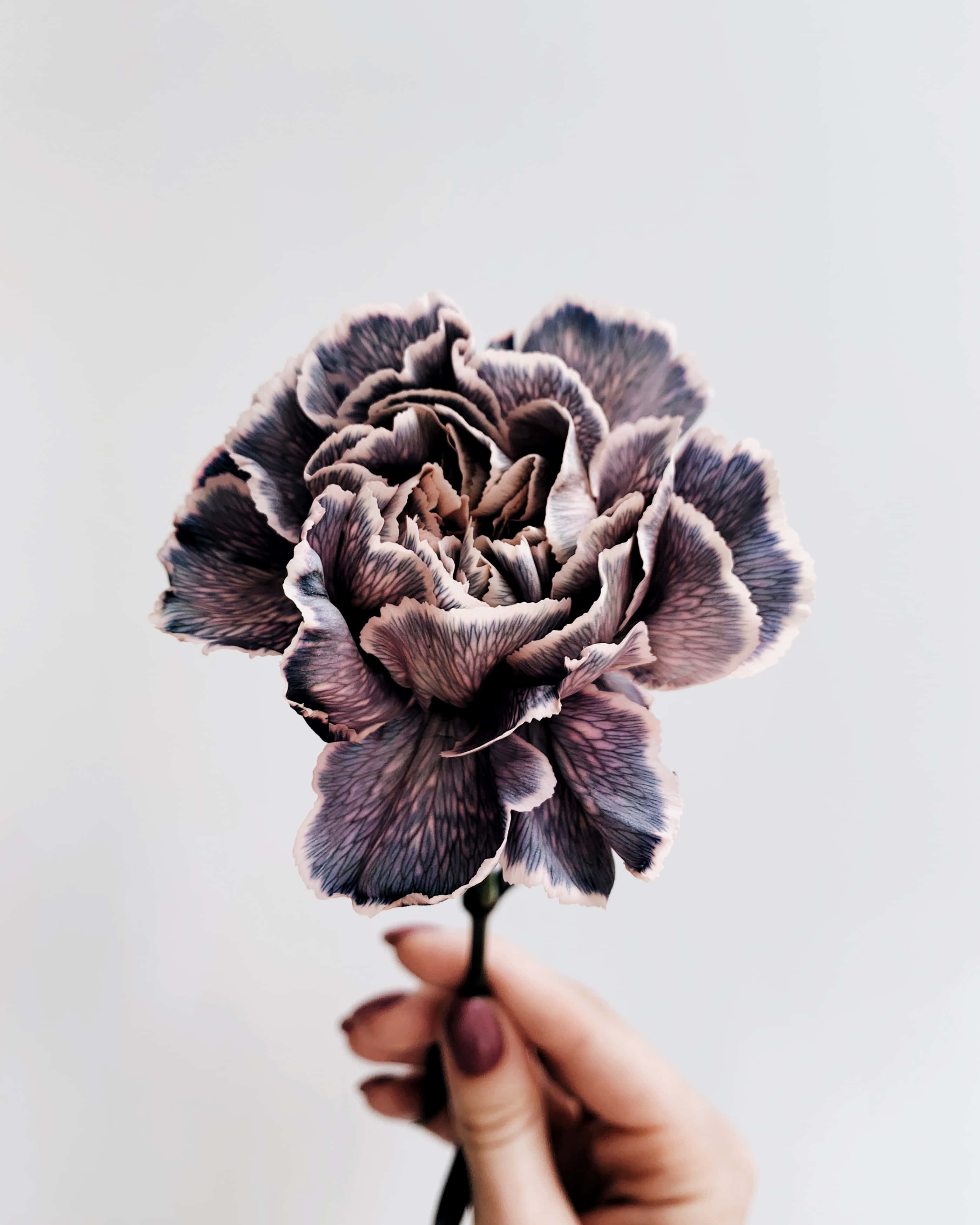 Flower Drawing 桌布 壁紙 — 一隻手拿著一朵深紫色層層疊疊的康乃馨，襯以柔和的白色背景，花瓣邊緣精緻。