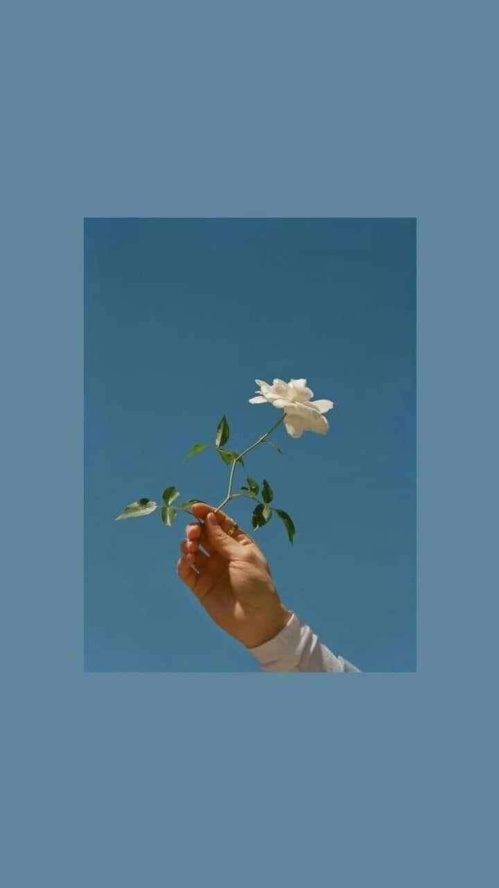 藍色美學 桌布 壁紙 — 一隻手拿著一朵白玫瑰，以清澈的藍天為背景，構成極簡風格。