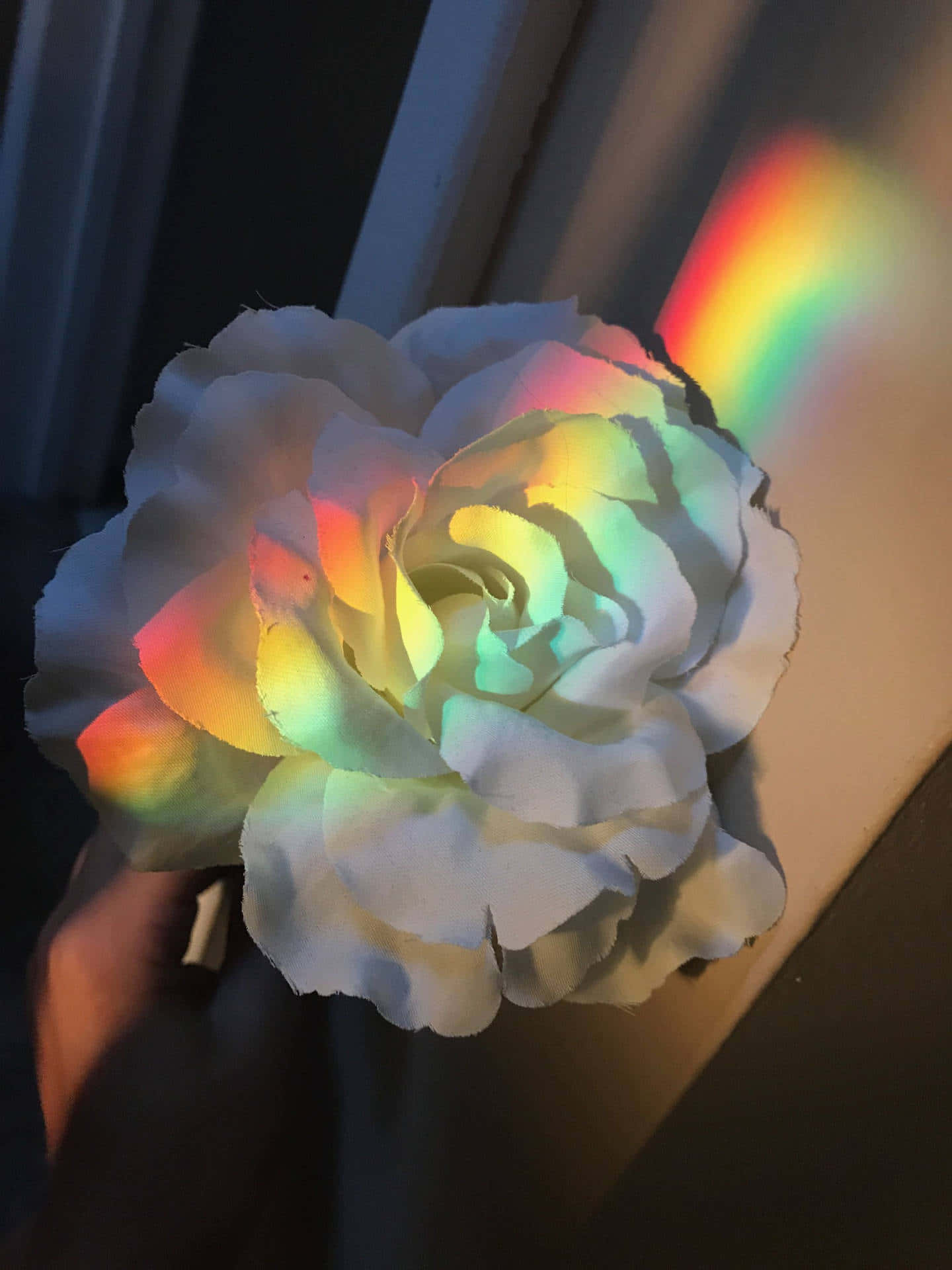 彩色動圖 桌布 壁紙 — 一隻手拿著一朵白玫瑰，由彩虹稜鏡照亮，在其花瓣和附近的牆上投射出五彩繽紛的光線。