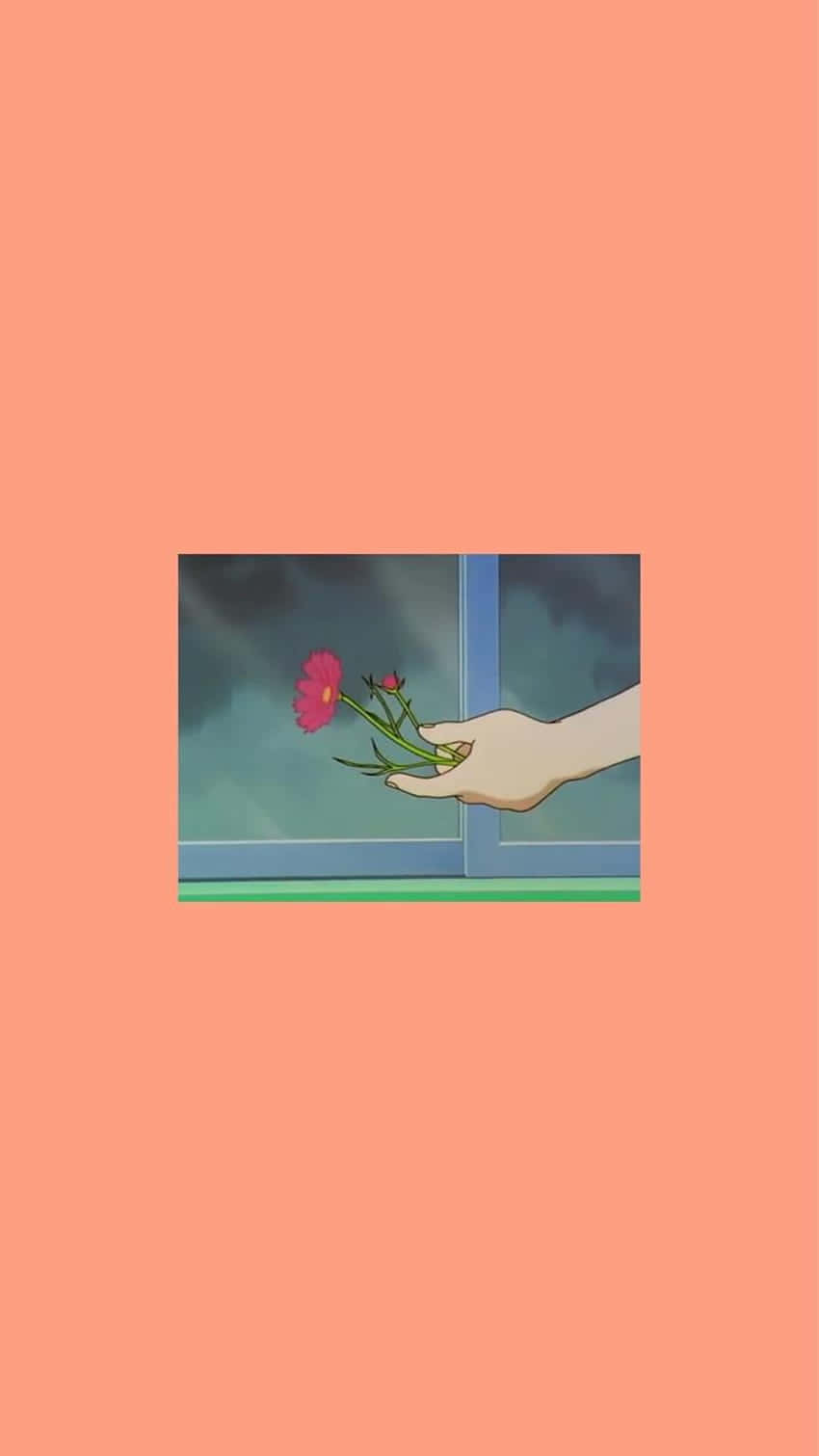 動畫 桌布 壁紙 — 一隻手拿著一朵粉紅色的花，靠近被桃色背景框住的暴風雨窗戶。
