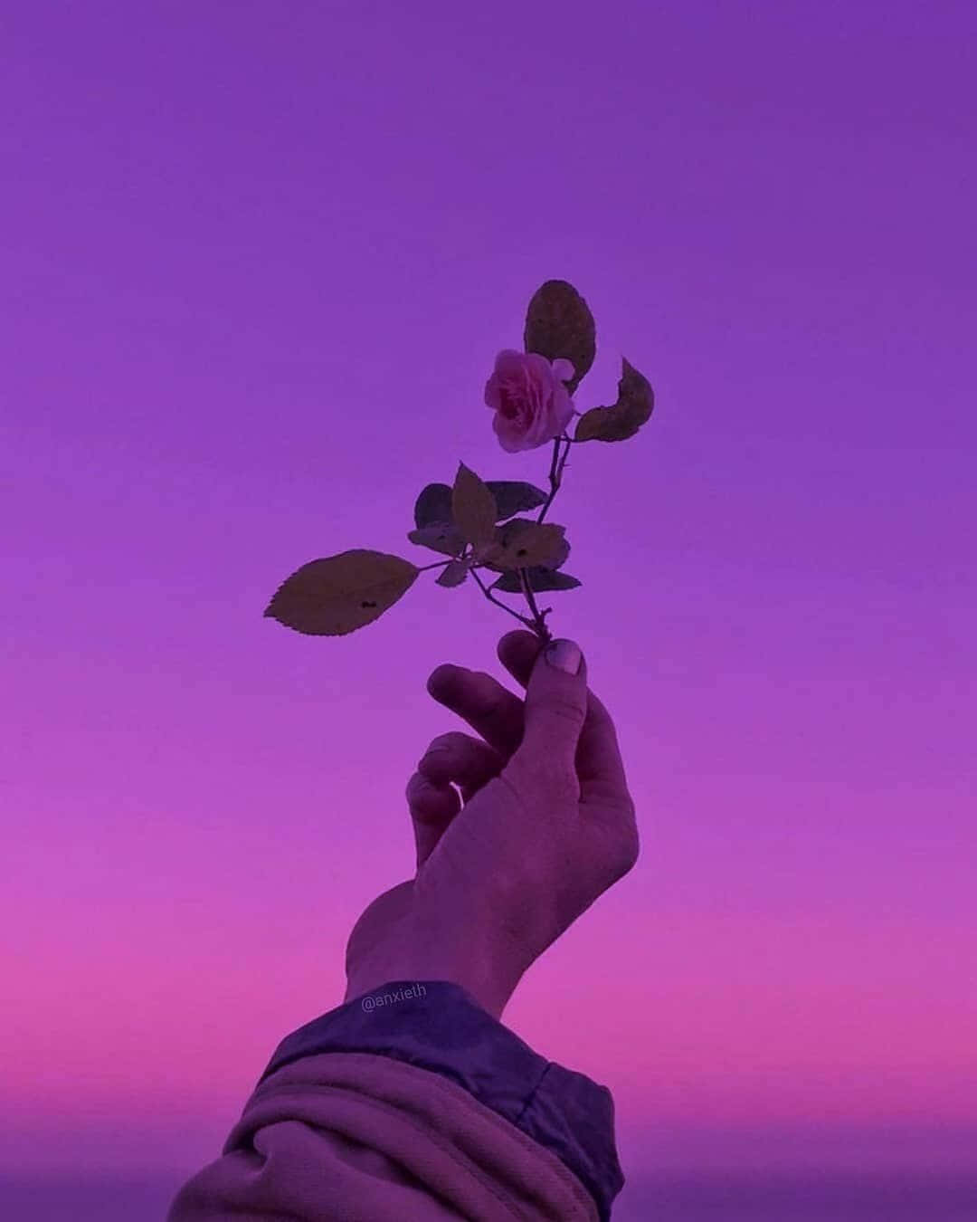 Cute Aesthetic Profile 桌布 壁紙 — 一隻手拿著一朵精緻的粉紅玫瑰，背景是夢幻的紫色和粉紅色暮色天空。