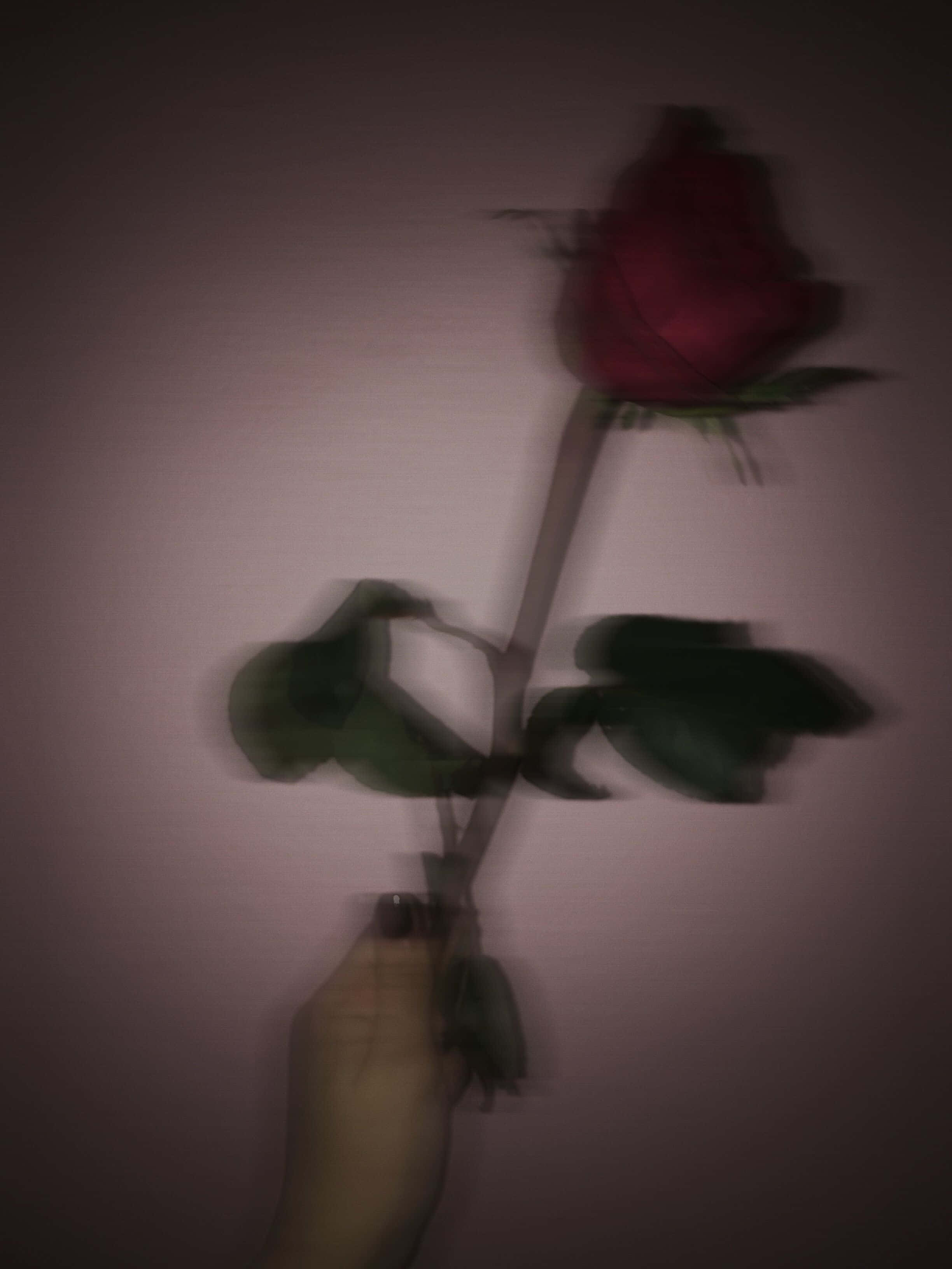 Red Rose Aesthetic 桌布 壁紙 — 一隻手拿著一朵紅玫瑰，背景是柔和的粉紅色牆壁，帶有刻意營造的動態模糊效果，營造出柔和夢幻的感覺。