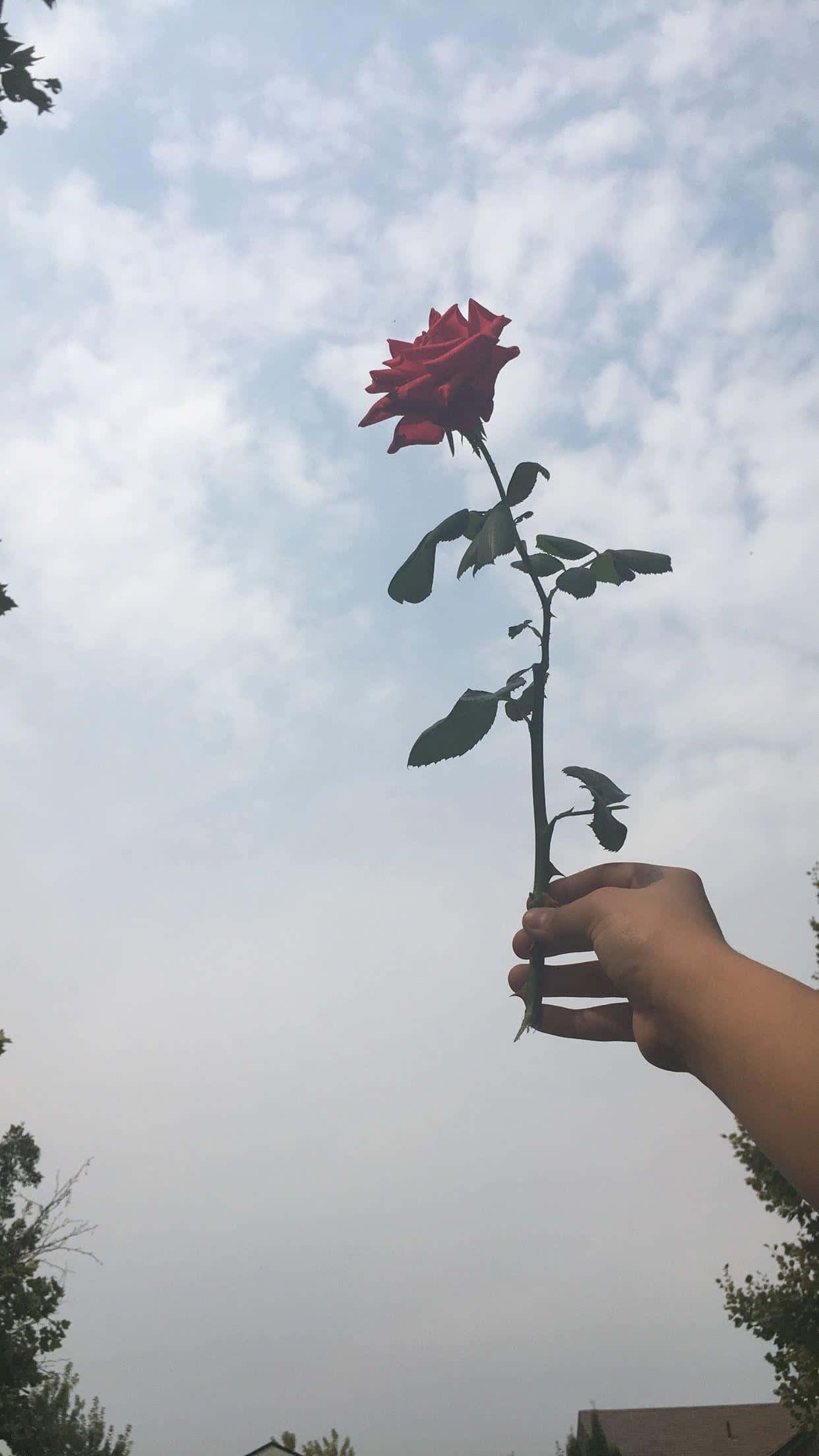 iPad 桌布 壁紙 — 一隻手拿著一朵紅玫瑰，背景是陰天，光線柔和自然。