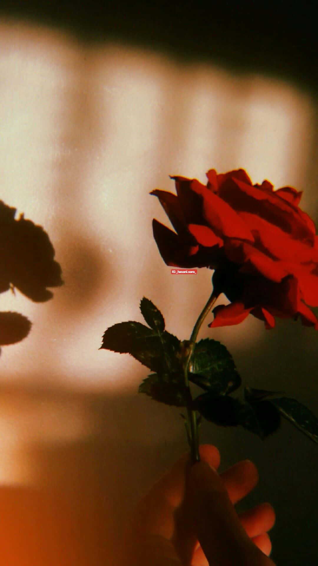 Aesthetic Rose 桌布 壁紙 — 一隻手拿著一朵鮮紅的玫瑰，在溫暖的金色背光下投射出柔和的陰影。