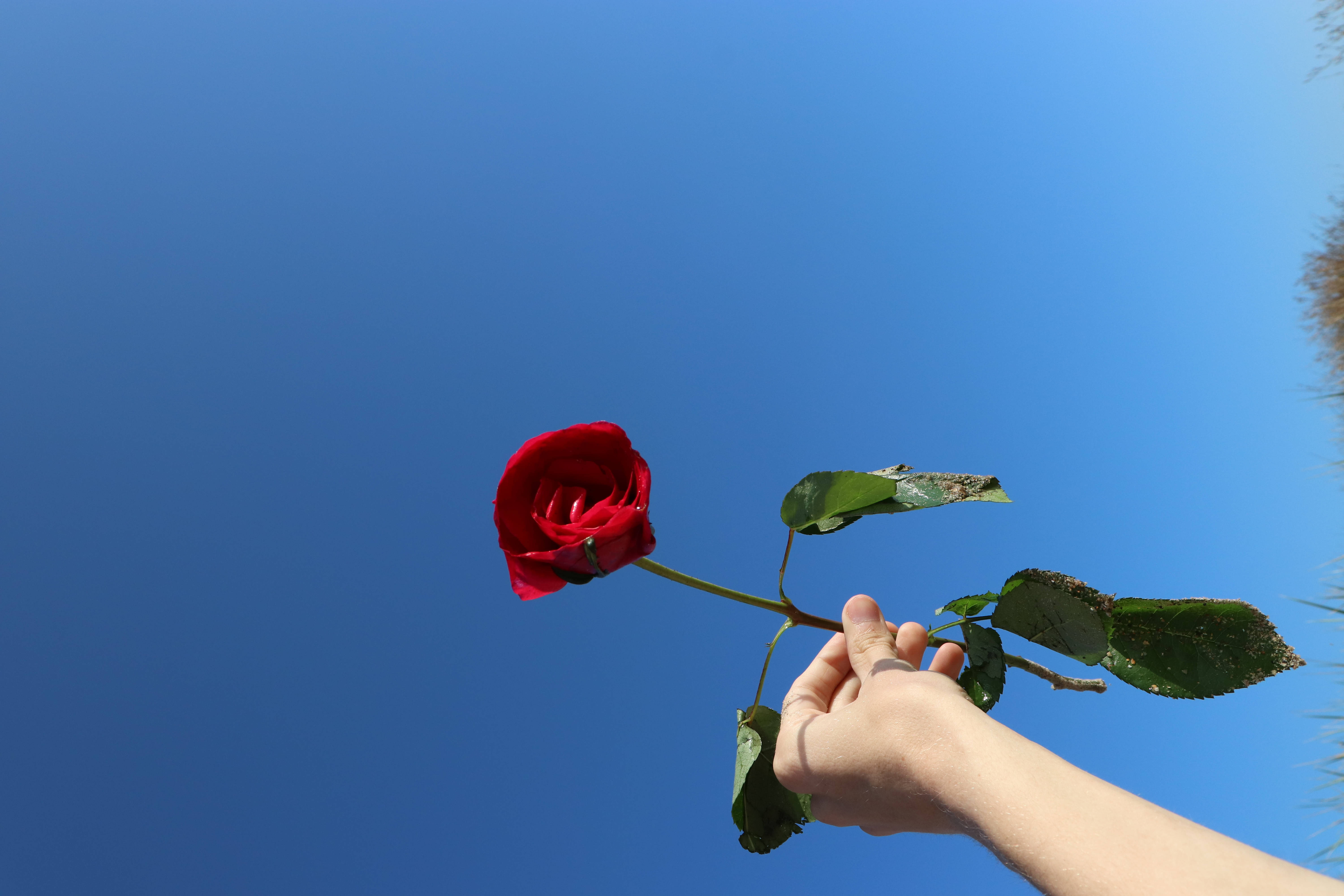 Rose HD 桌布 壁紙 — 一隻手拿著一朵鮮紅的玫瑰，襯著藍天和綠葉。