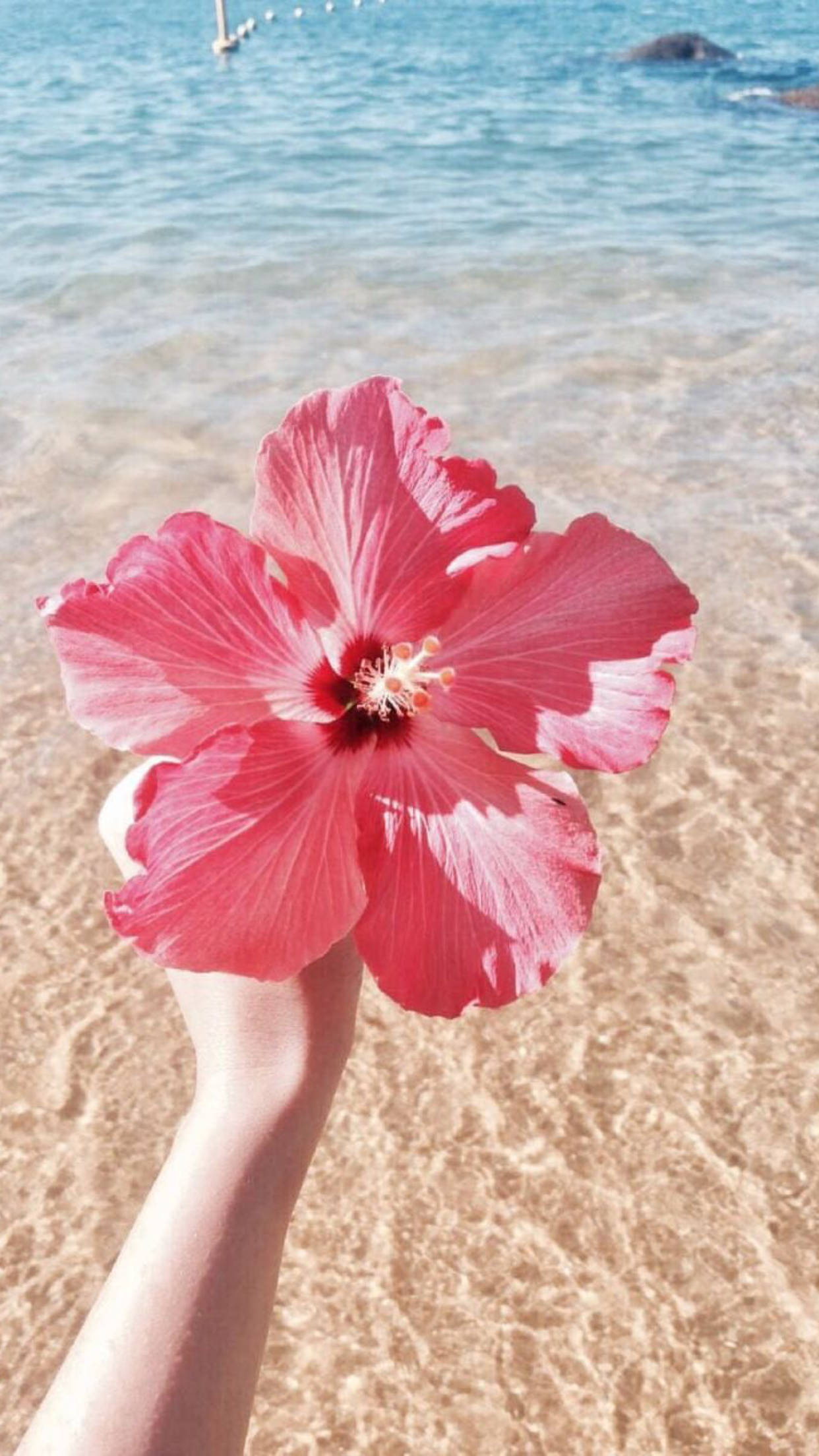 Hibiscus 桌布 壁紙 — 一隻手拿著一朵鮮豔的粉紅色芙蓉花，背景是清澈的藍綠色海水和沙灘。
