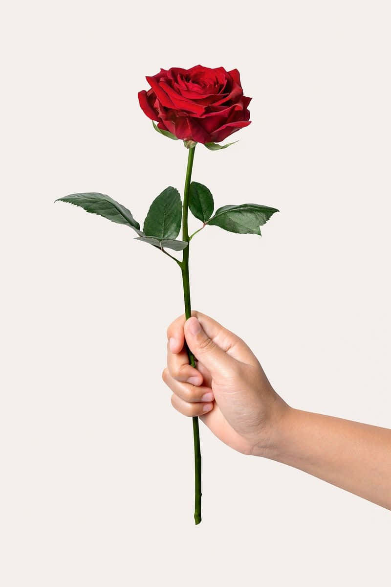 Single Rose 桌布 壁紙 — 一隻手拿著一朵鮮豔的紅玫瑰，搭配茂盛的綠葉，背景是柔和的米白色。