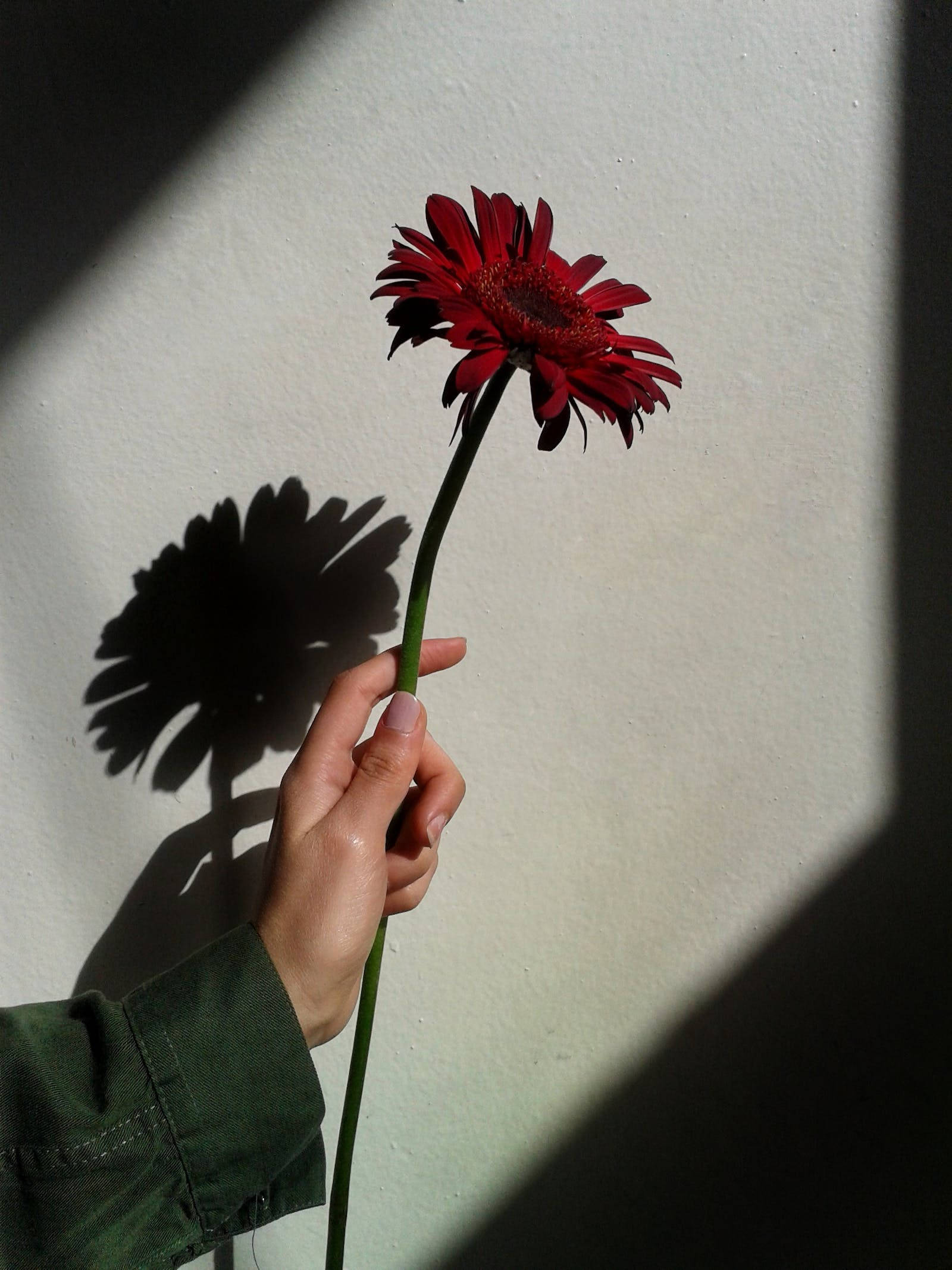 花朵 桌布 壁紙 — 一隻手拿著一朵鮮豔的紅色非洲菊雛菊，對著陽光照射的牆壁，投射出清晰的陰影。