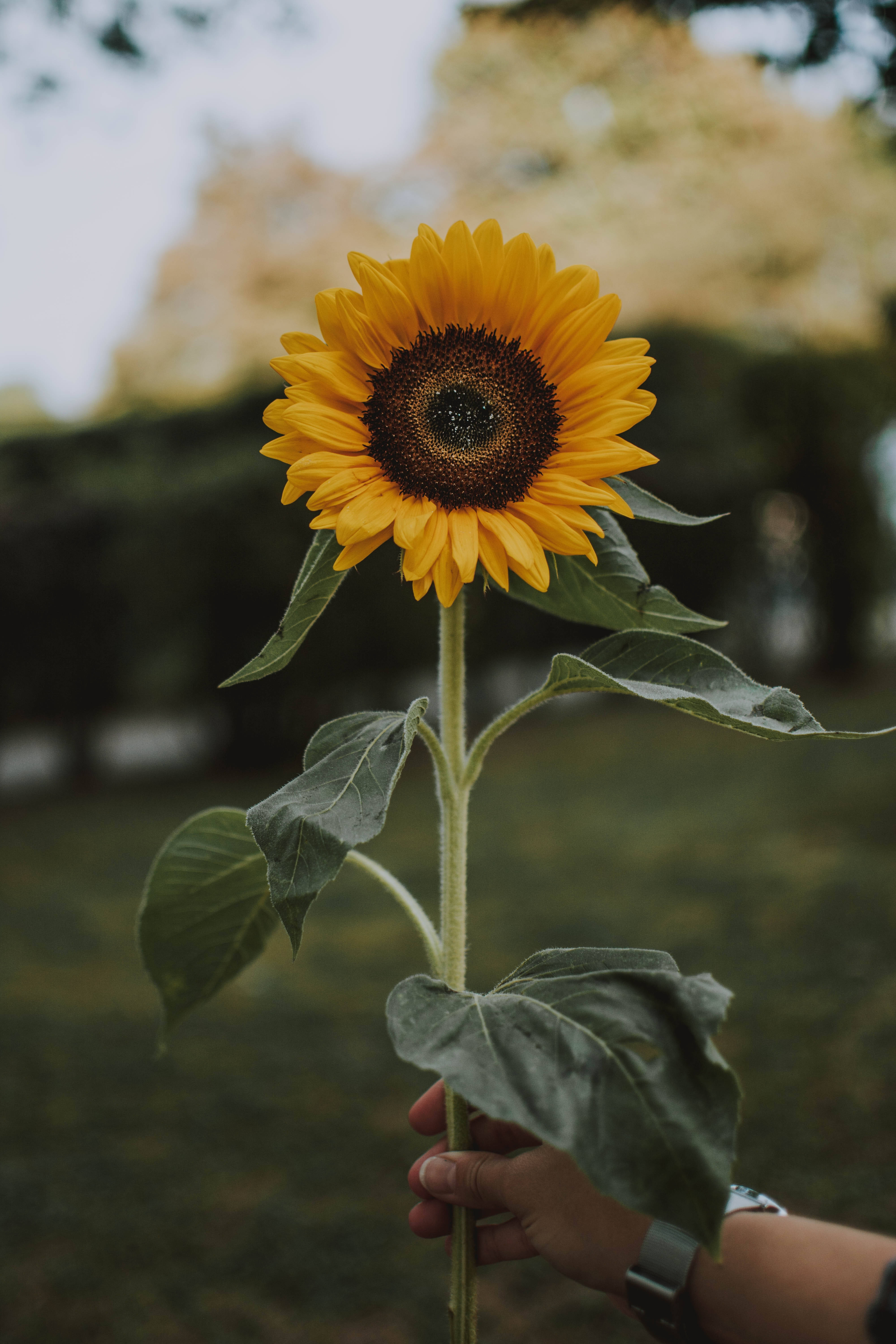 Sunflowers And Roses 桌布 壁紙 — 一隻手拿著一朵鮮黃色的向日葵，中心深色，背景是柔和模糊的綠色戶外環境。