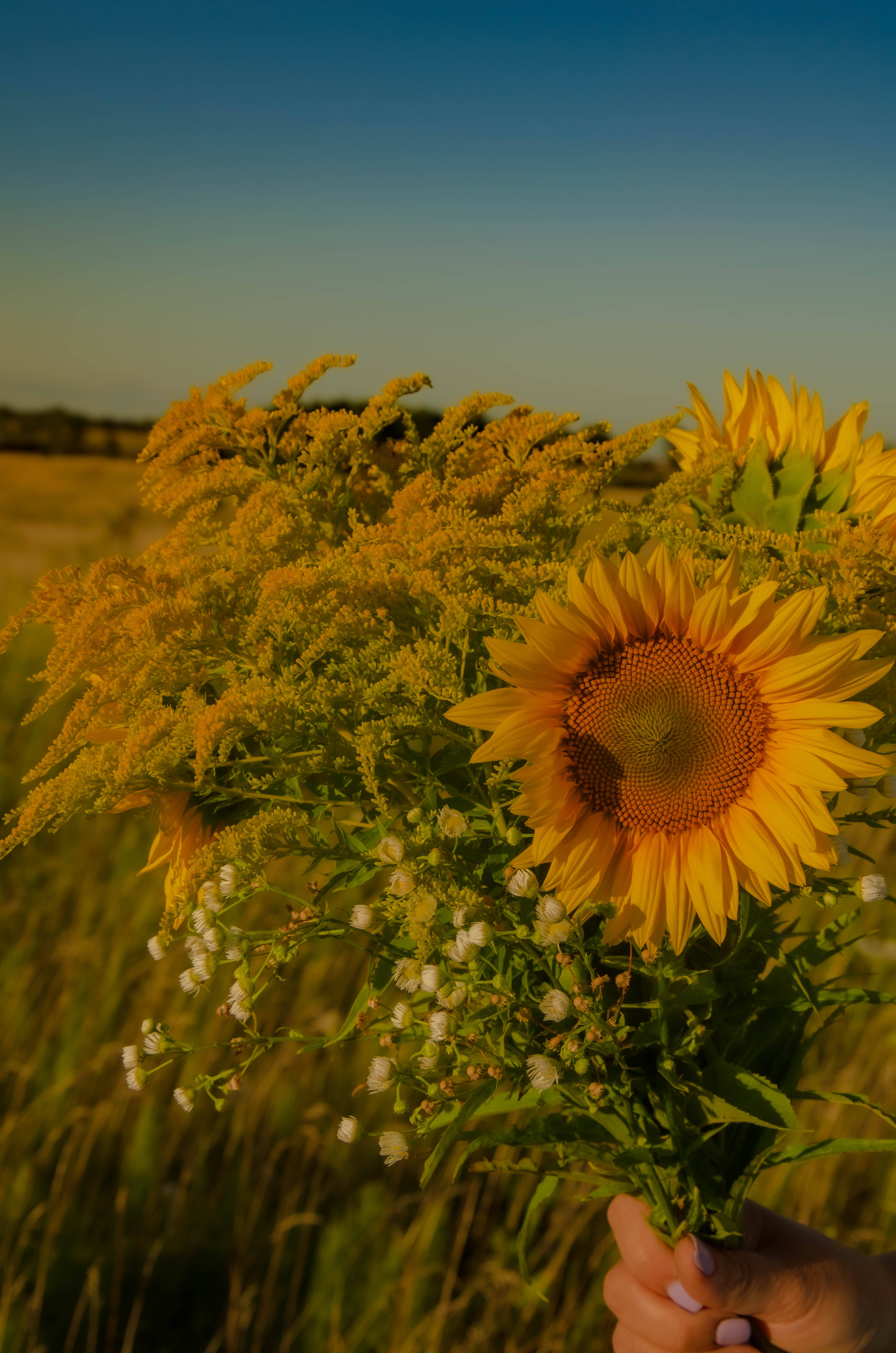 Sunflower Aesthetic 桌布 壁紙 — 一隻手拿著一束充滿活力的向日葵和一枝黃花，背景是田野上空溫暖的日落天空。
