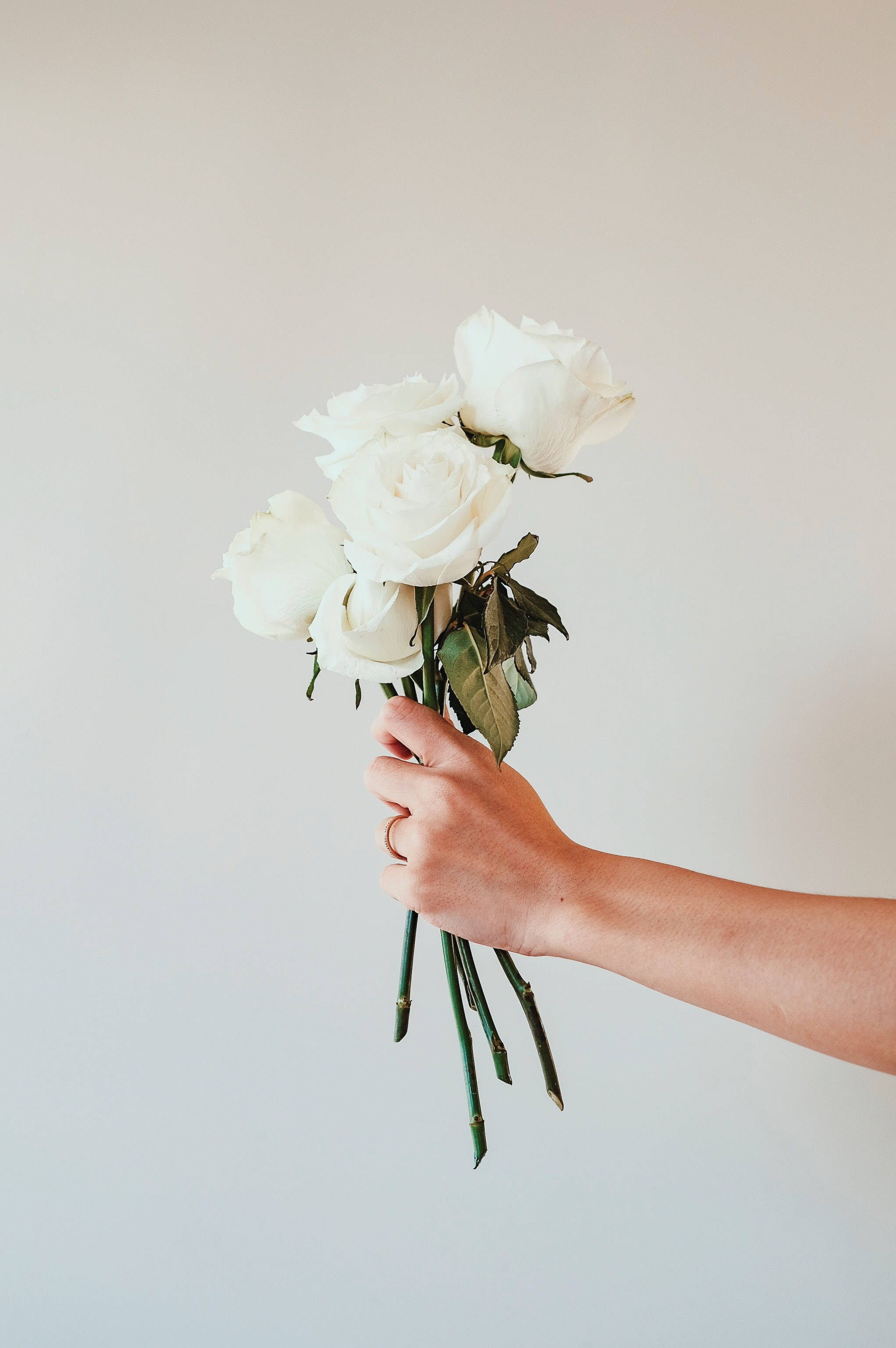 Roses 桌布 壁紙 — 一隻手拿著一束精緻的白玫瑰，背景是柔和的純色。