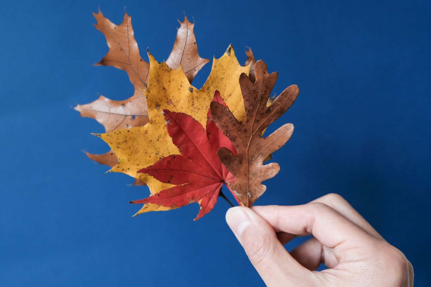 Fall Leaf 桌布 壁紙 — 一隻手拿著一束紅、黃、棕色的秋葉，背景為純藍色。