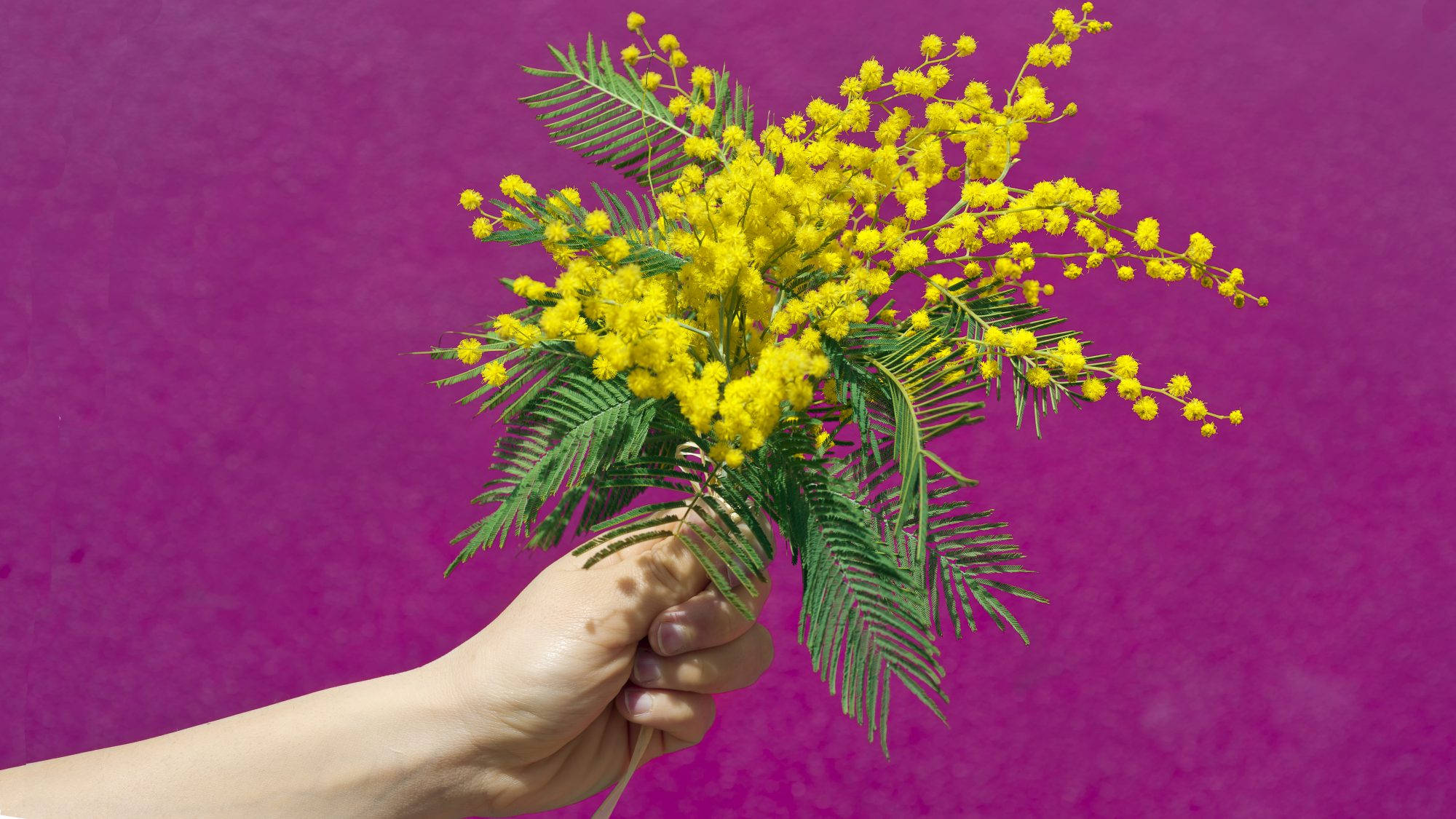 mimosa 桌布 壁紙 — 一隻手拿著一束鮮豔的黃色含羞草花，背景是鮮明的洋紅色。
