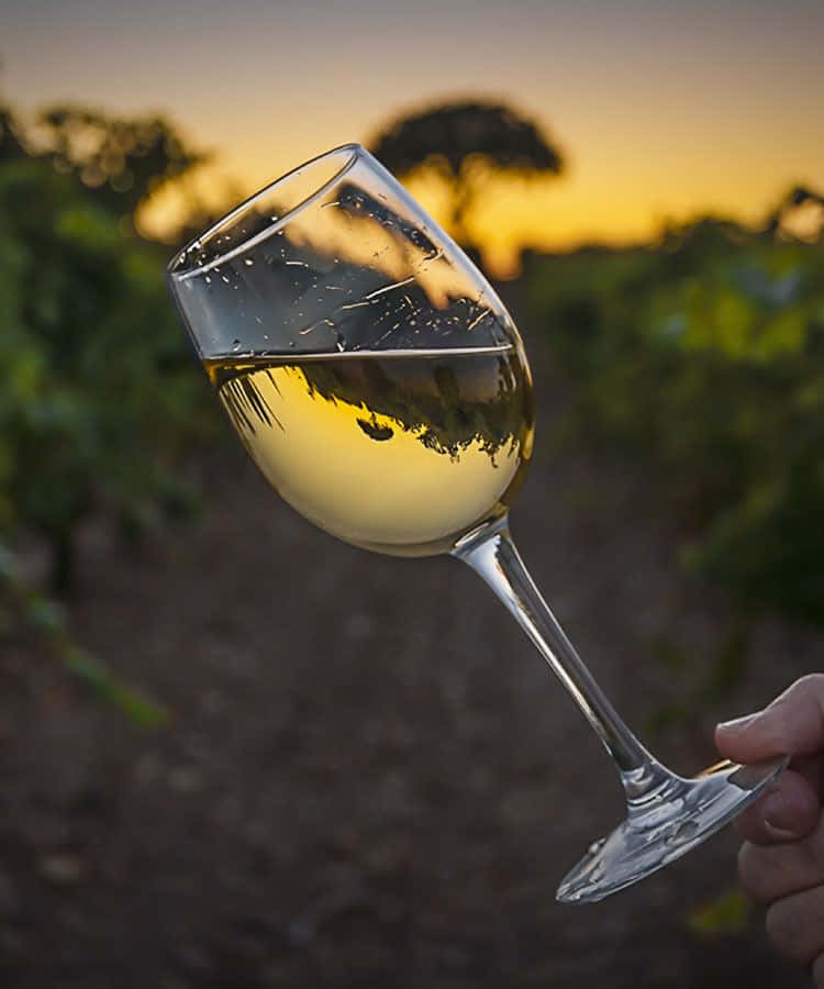 White Wine 桌布 壁紙 — 一隻手拿著一杯白酒，背景是葡萄園上金色的日落，有模糊的綠色藤蔓。