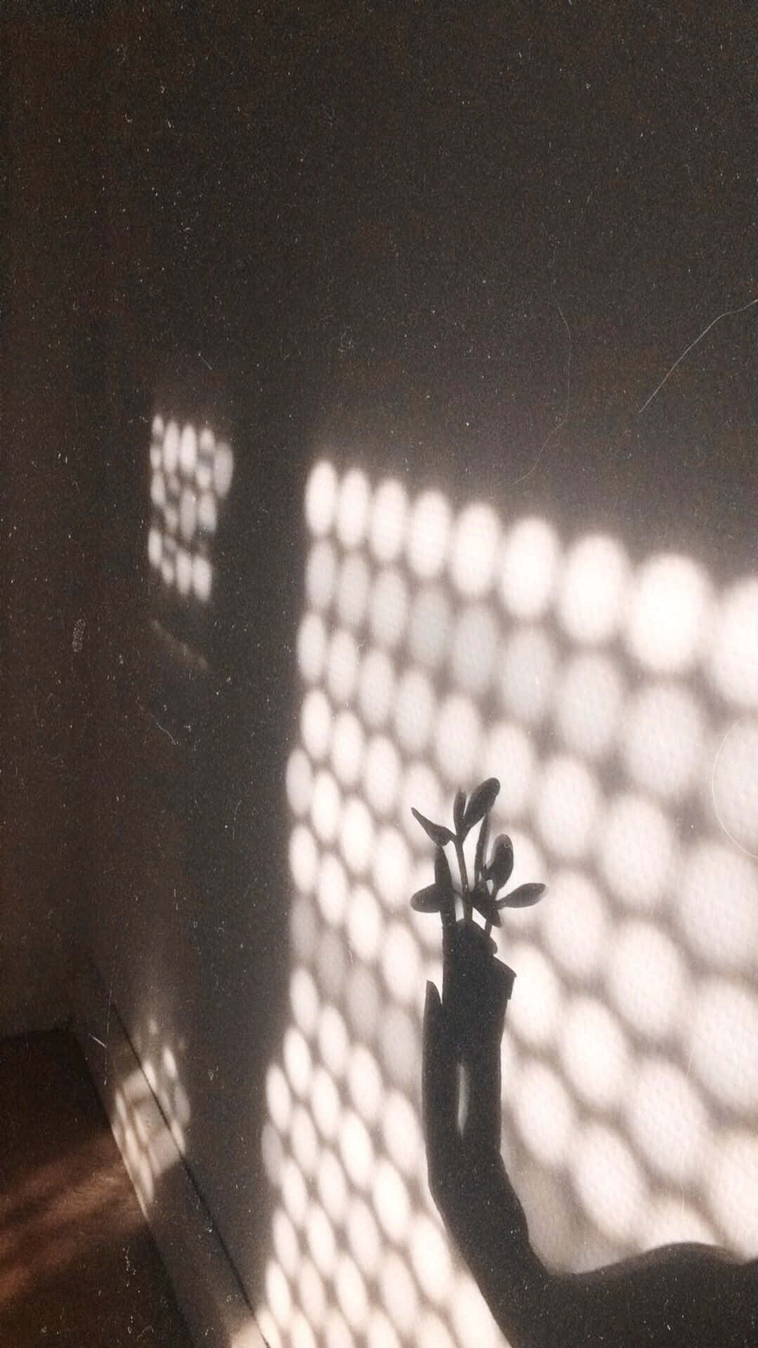 shadow 桌布 壁紙 — 一隻手拿著一株小植物靠著牆，牆上沐浴著透過穿孔螢幕過濾的柔和斑駁陽光。