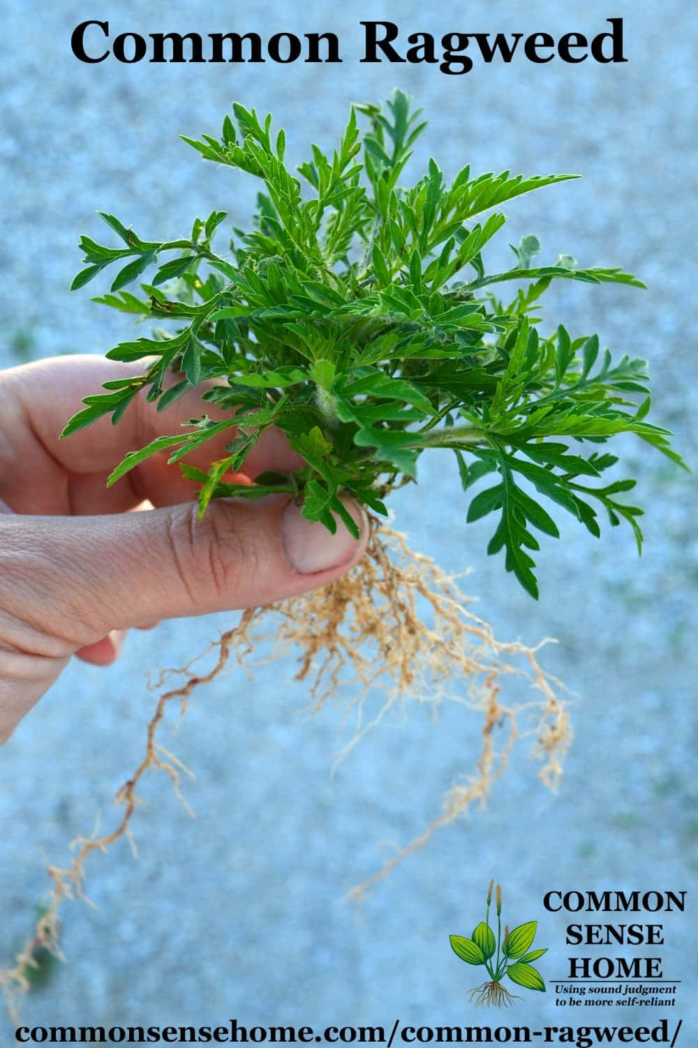 Plant 桌布 壁紙 — 一隻手拿著一株新鮮的普通豚草植物，展示其綠色葉子和纏結的根部，背景是模糊的藍色。