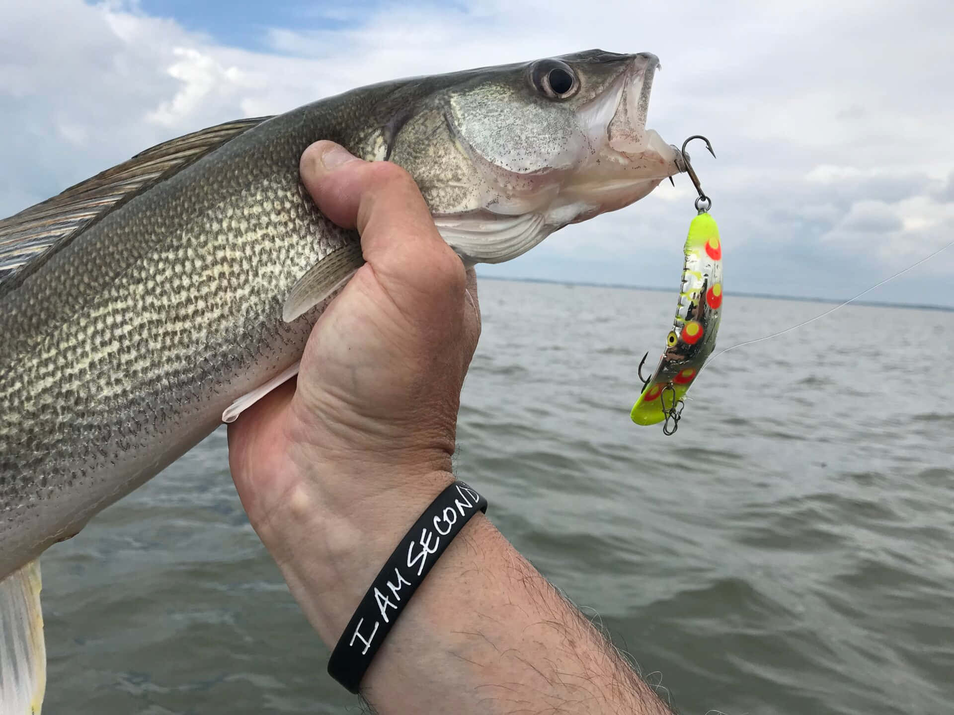 Fishing Bait 桌布 壁紙 — 一隻手拿著一條剛捕獲的碧古魚，嘴裡還掛著一個亮綠色和紅色的魚餌，背景是渾濁的水面。