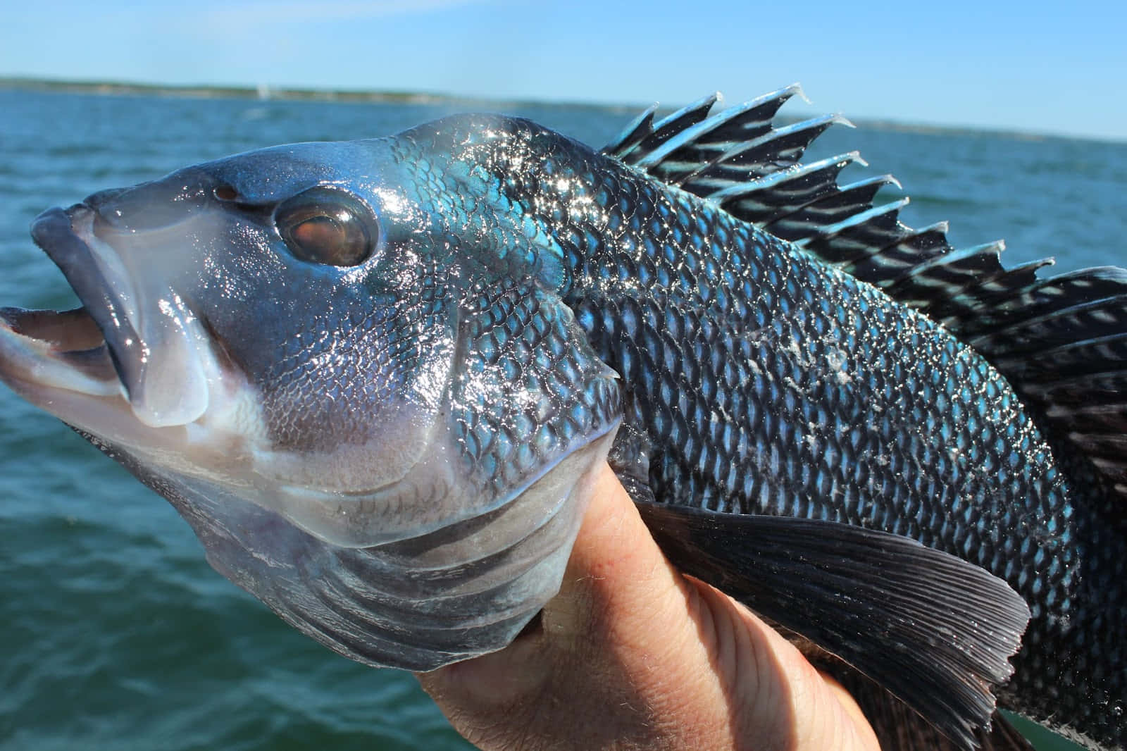 Black Sea Bass 桌布 壁紙 — 一隻手拿著一條剛捕獲的藍色魚的特寫，魚鱗閃閃發光，魚鰭帶刺，背景是海洋和天空。