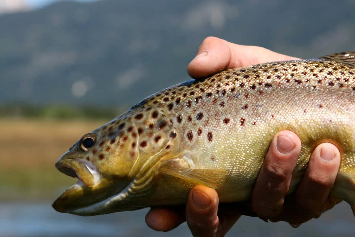 Brown Trout 桌布 壁紙 — 一隻手拿著一條有斑點的褐鱒魚，背景是模糊的山脈。