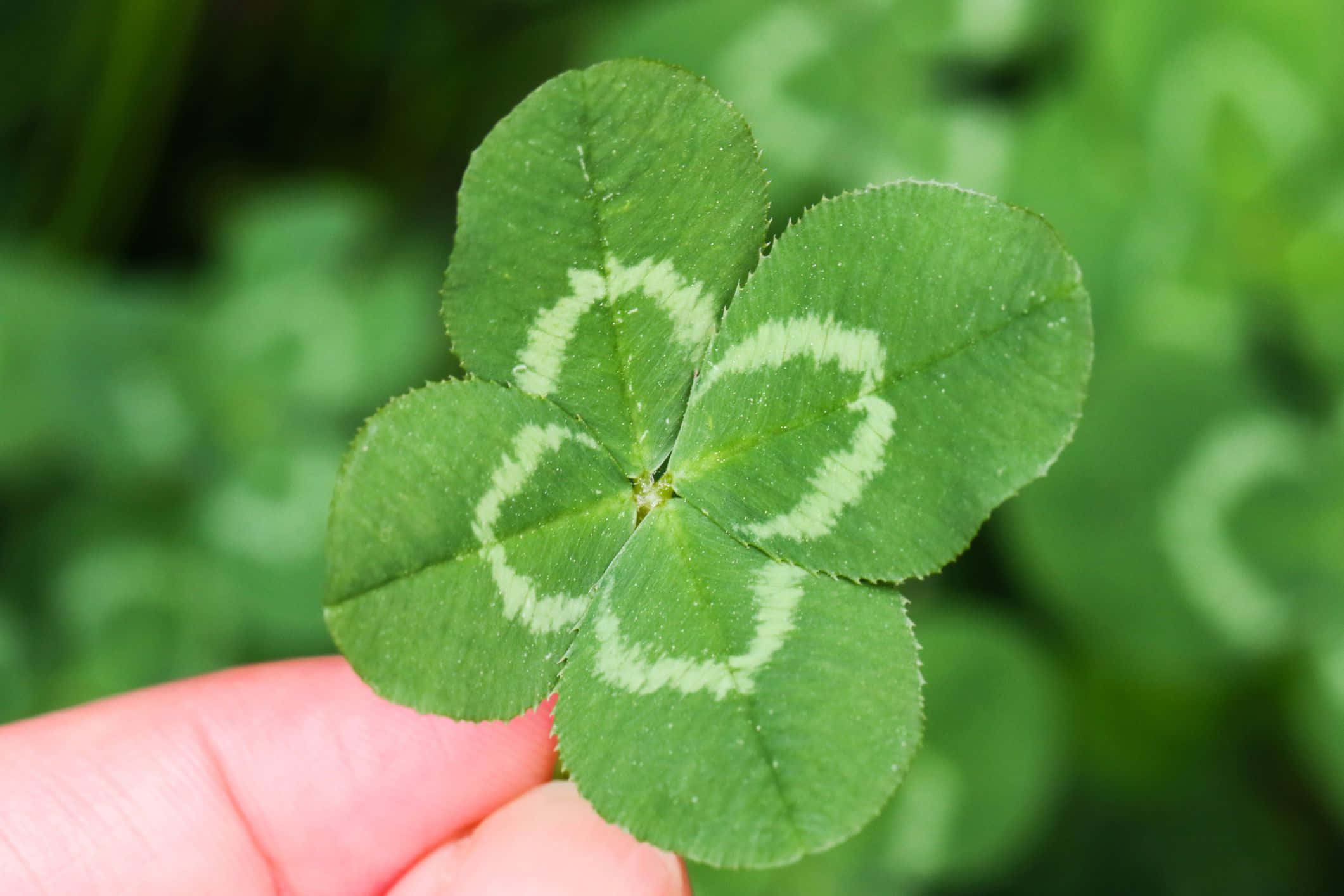 Four Leaf Clover 桌布 壁紙 — 一隻手拿著一片充滿活力的綠色四葉草，上面有明顯的白色心形標記，背景是模糊的自然景色。