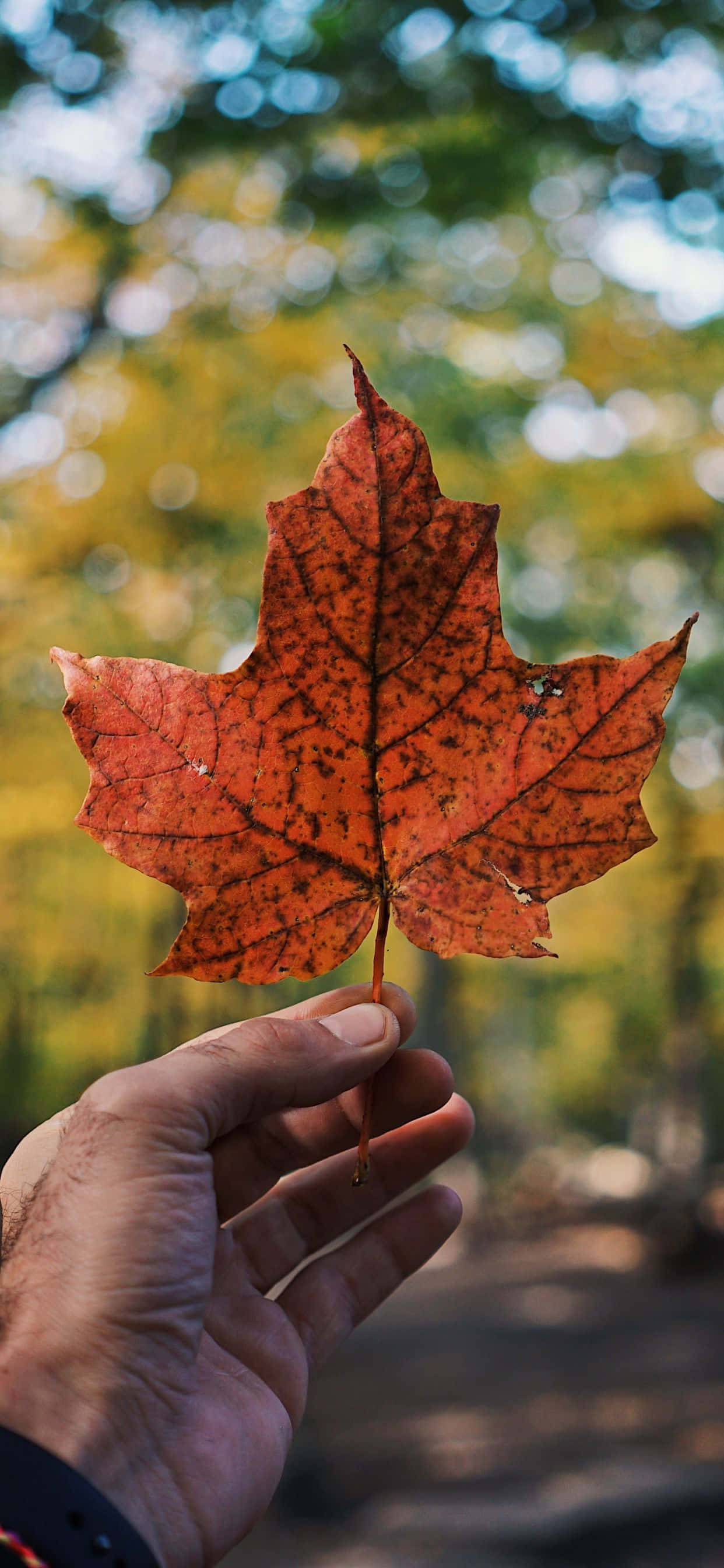 iPhone Xs Max Autumn 桌布 壁紙 — 一隻手拿著一片帶有斑點紋理的鮮橙色楓葉，背景是柔和模糊的秋日森林。