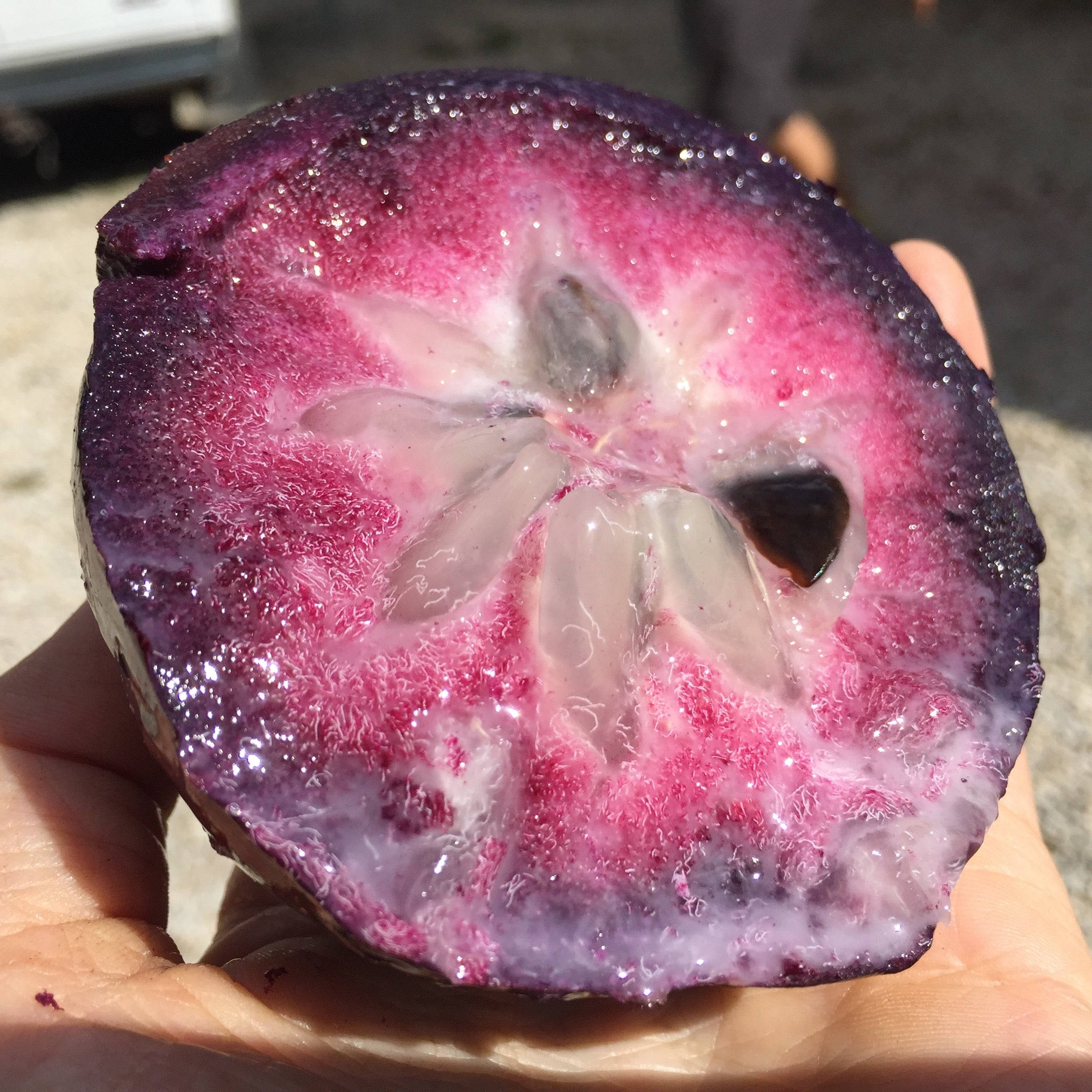 Fruit 桌布 壁紙 — 一隻手拿著一片紫色水果，露出充滿活力的粉紅色內部，帶有半透明的凝膠狀種子。