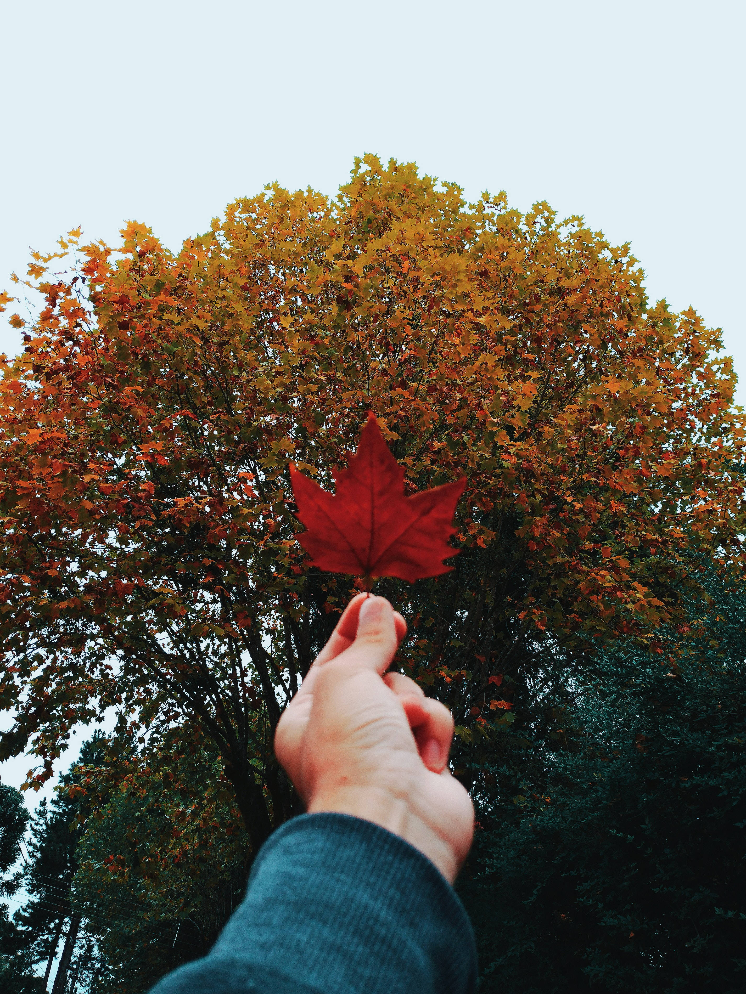 Screen 桌布 壁紙 — 一隻手拿著一片鮮紅的楓葉，背景是陰天下一片金黃秋葉的樹林。