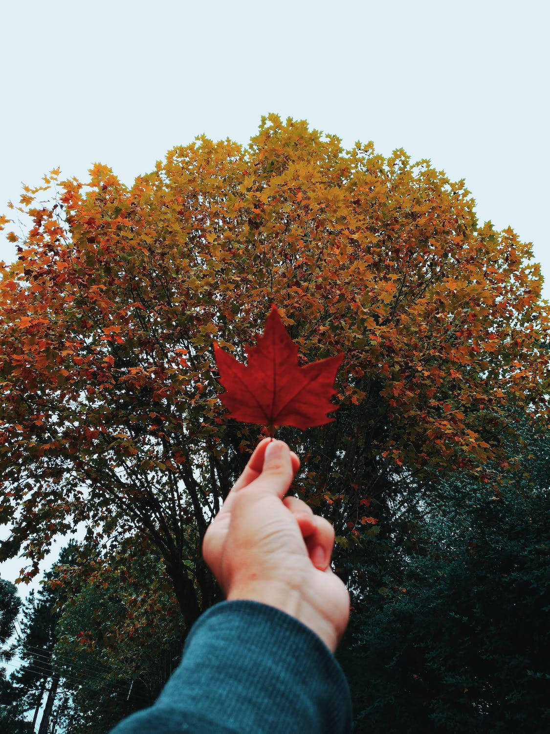 在秋樹前手持紅楓葉。 — iPhone 4K 壁紙 壁紙