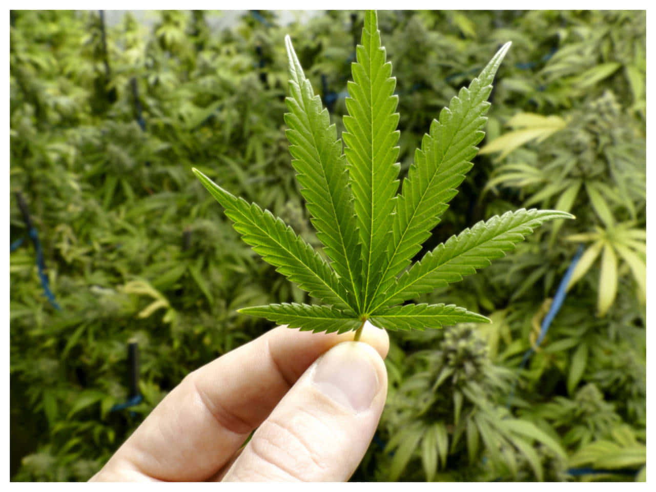 大麻 桌布 壁紙 — 一隻手拿著一片鮮綠色、邊緣呈鋸齒狀的大麻葉，背景是模糊的茂密大麻植物。
